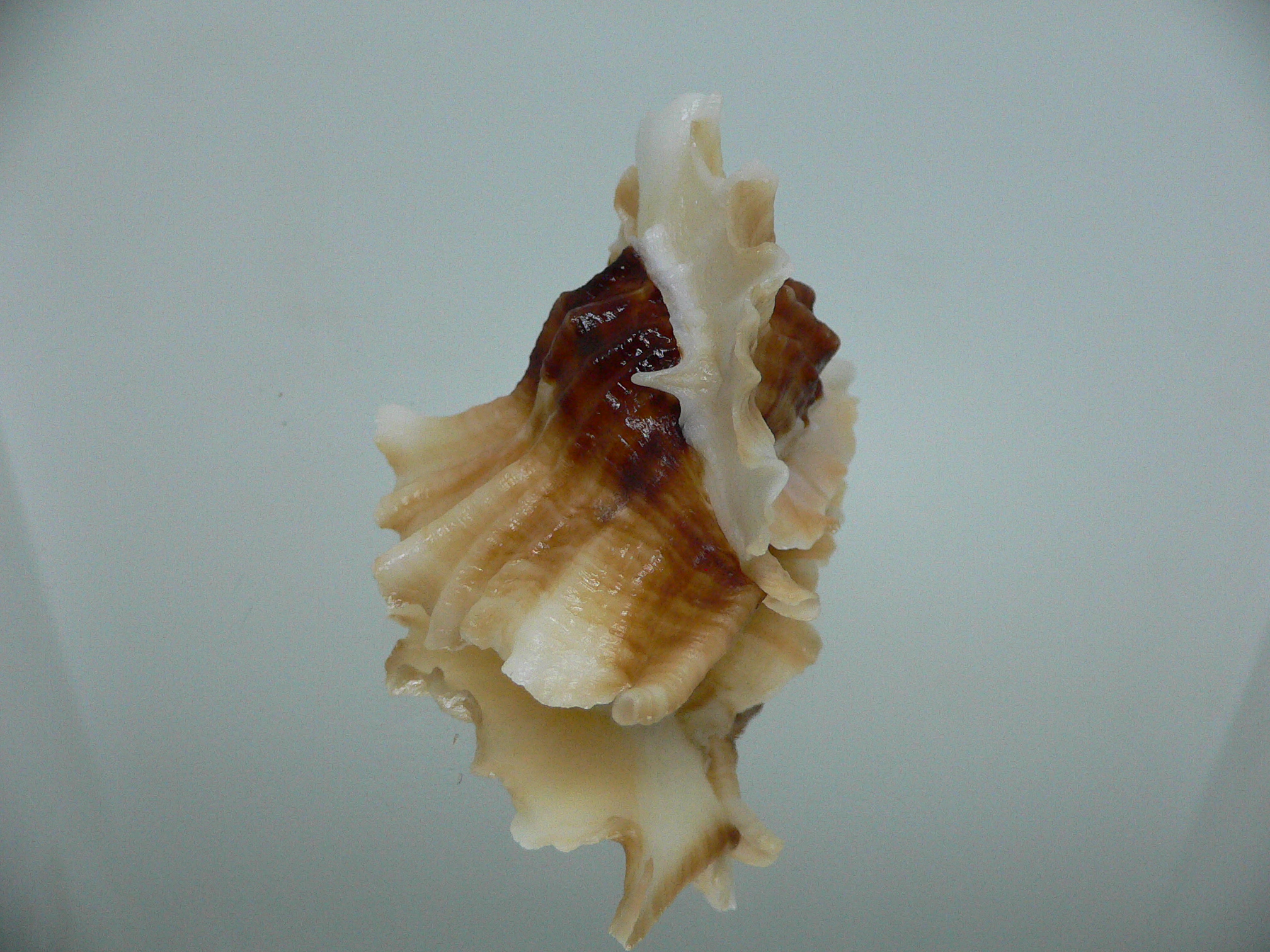 Ceratostoma foliatum BEAUTIFUL