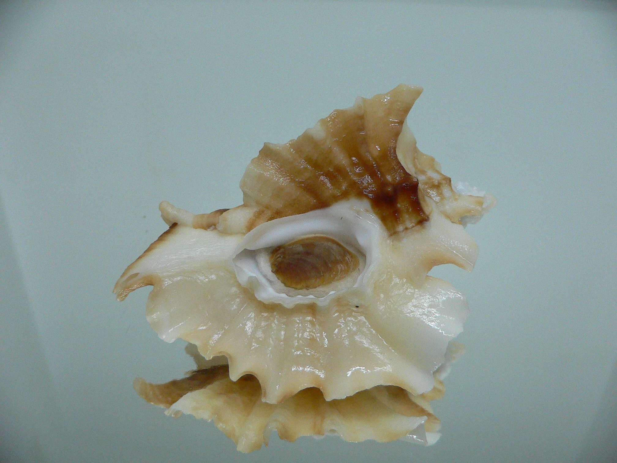 Ceratostoma foliatum BEAUTIFUL