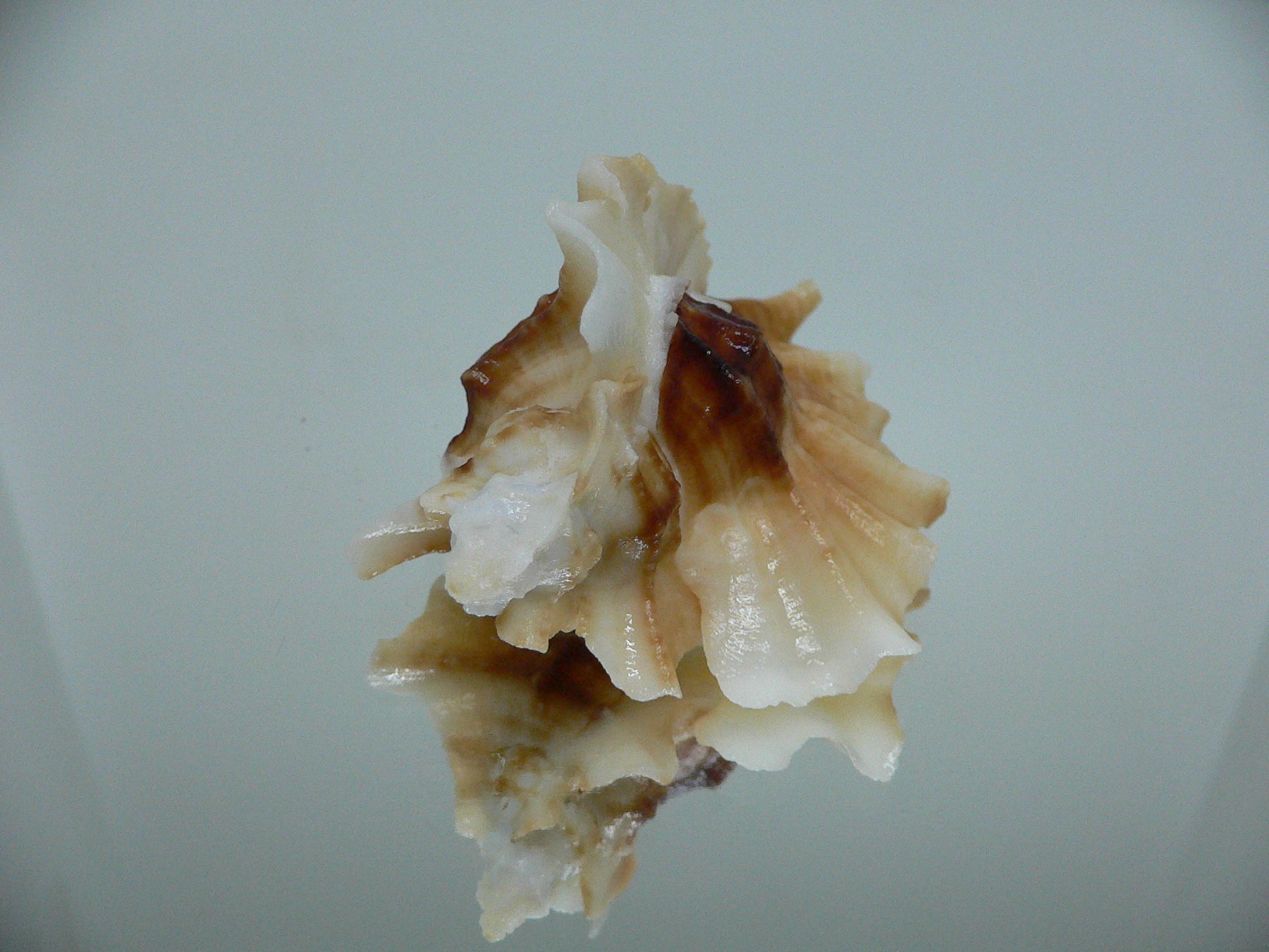 Ceratostoma foliatum BEAUTIFUL