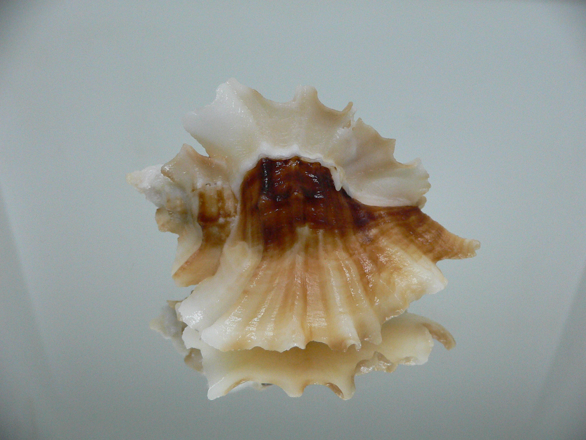 Ceratostoma foliatum BEAUTIFUL