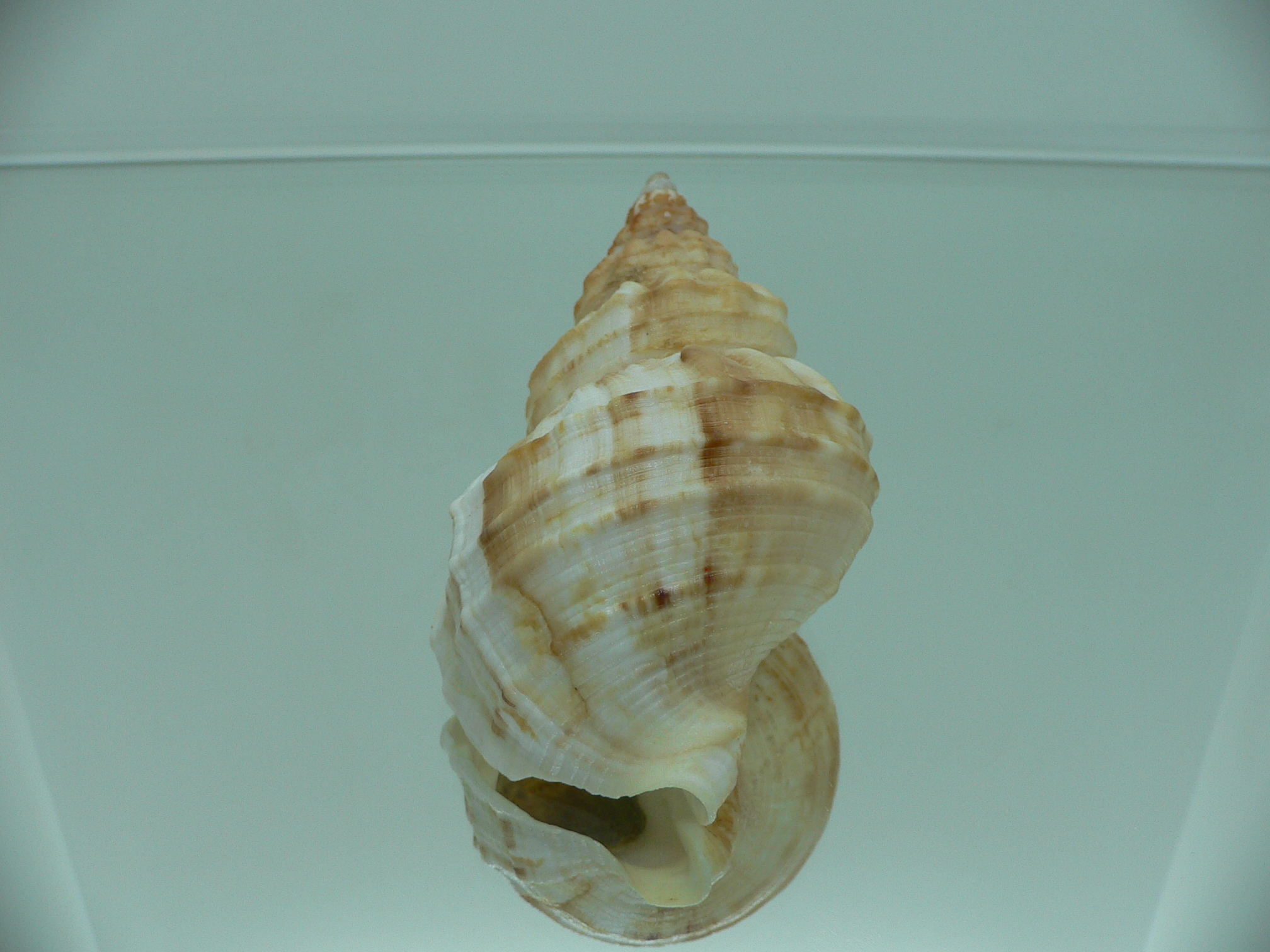 Buccinum verkruzeni  COLOR & ELONGATE