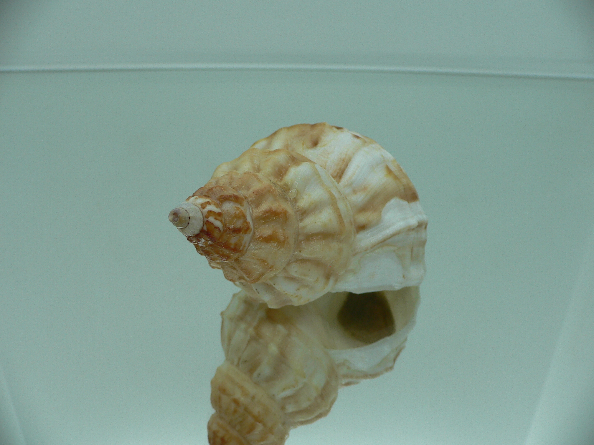 Buccinum verkruzeni  COLOR & ELONGATE