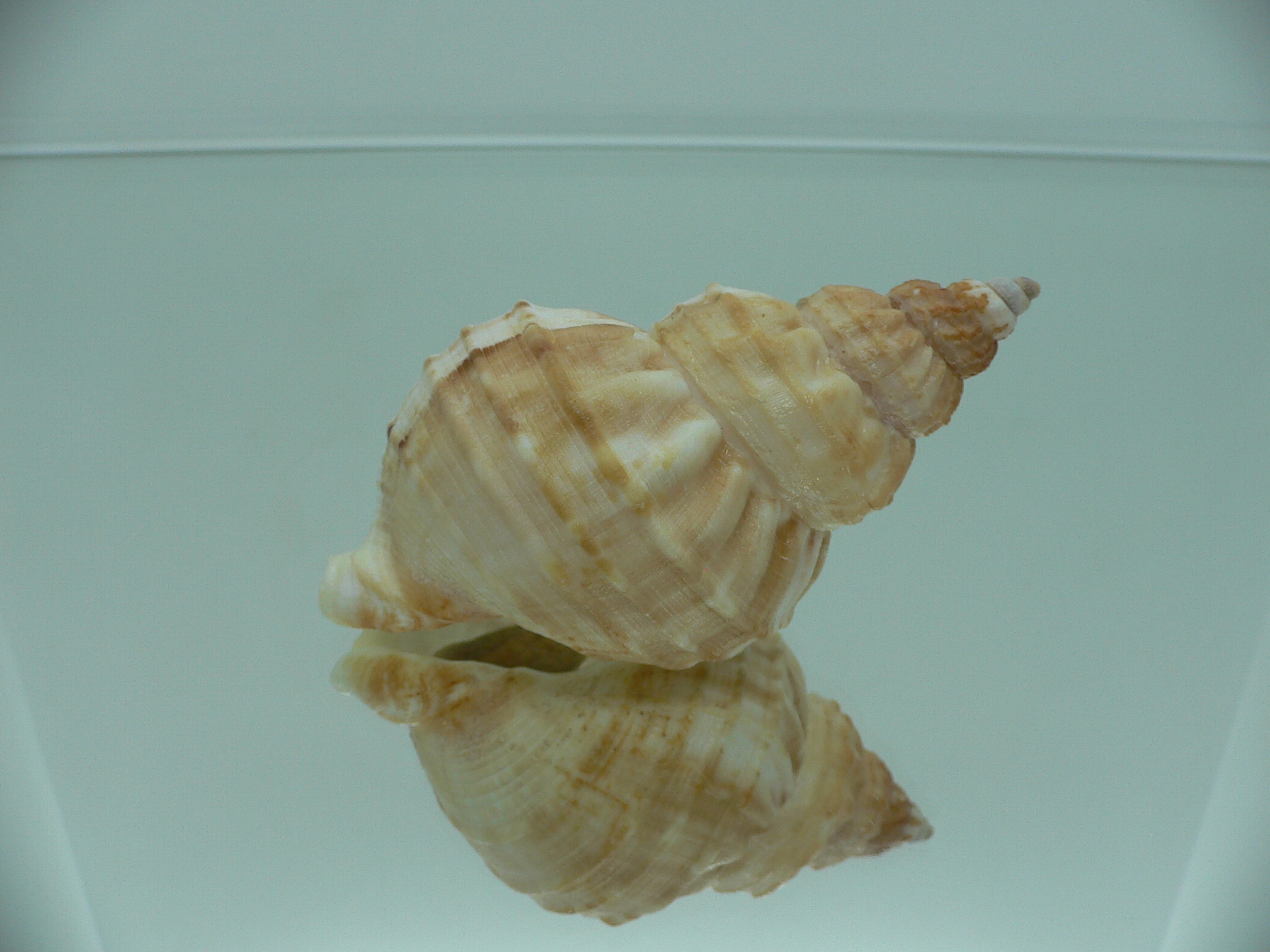 Buccinum verkruzeni  COLOR & ELONGATE