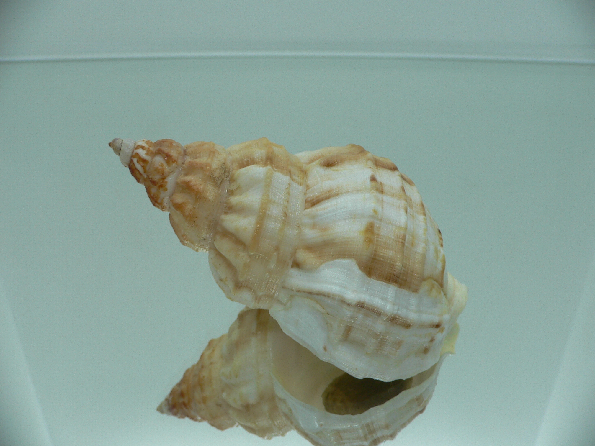 Buccinum verkruzeni  COLOR & ELONGATE