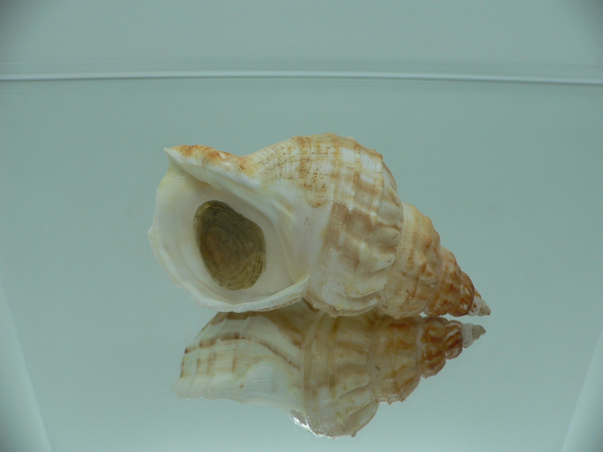 Buccinum verkruzeni  COLOR & ELONGATE