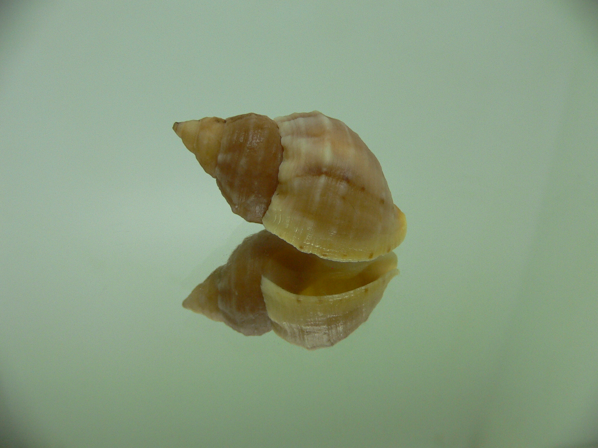 Buccinum mirandium