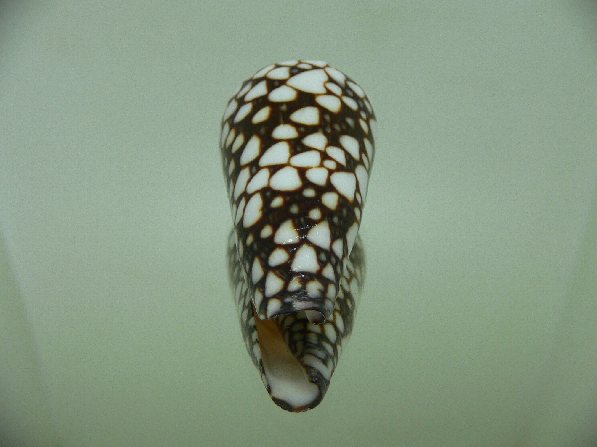 Conus marmoreus crosseanus (var,) ENDEMIC