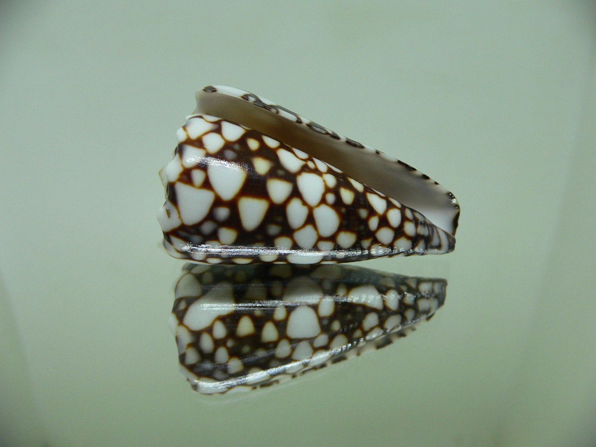 Conus marmoreus crosseanus (var,) ENDEMIC