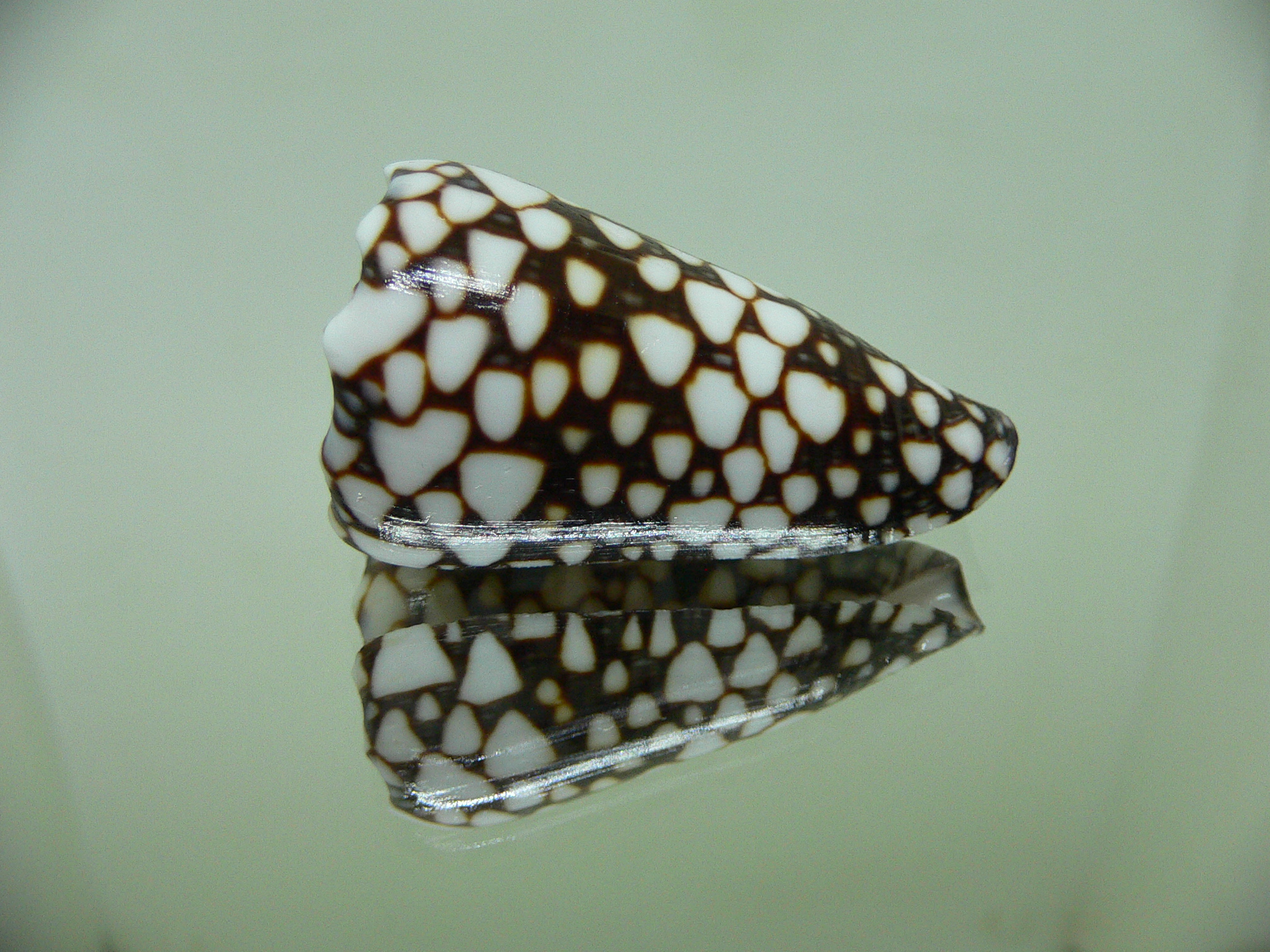 Conus marmoreus crosseanus (var,) ENDEMIC