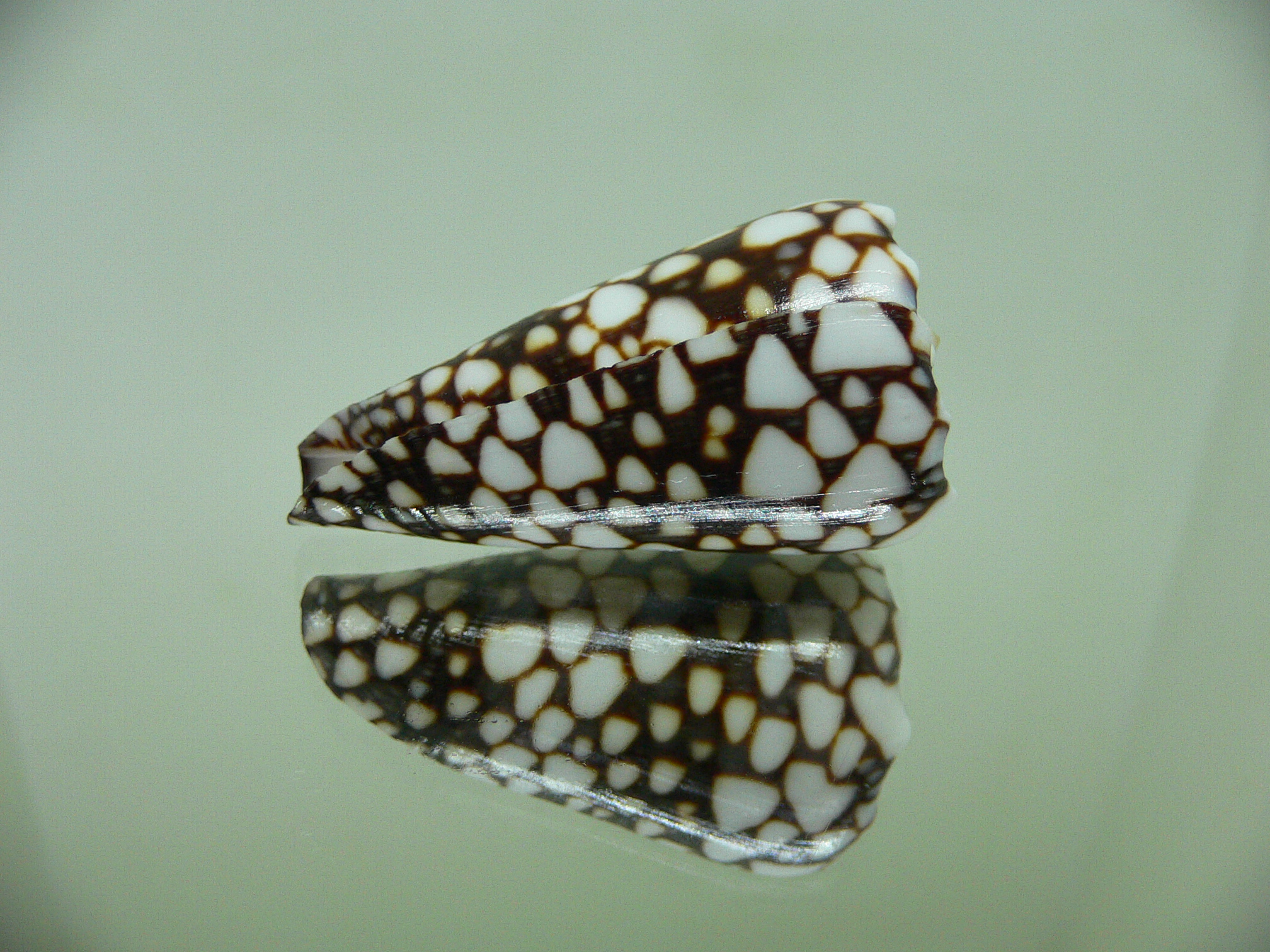 Conus marmoreus crosseanus (var,) ENDEMIC