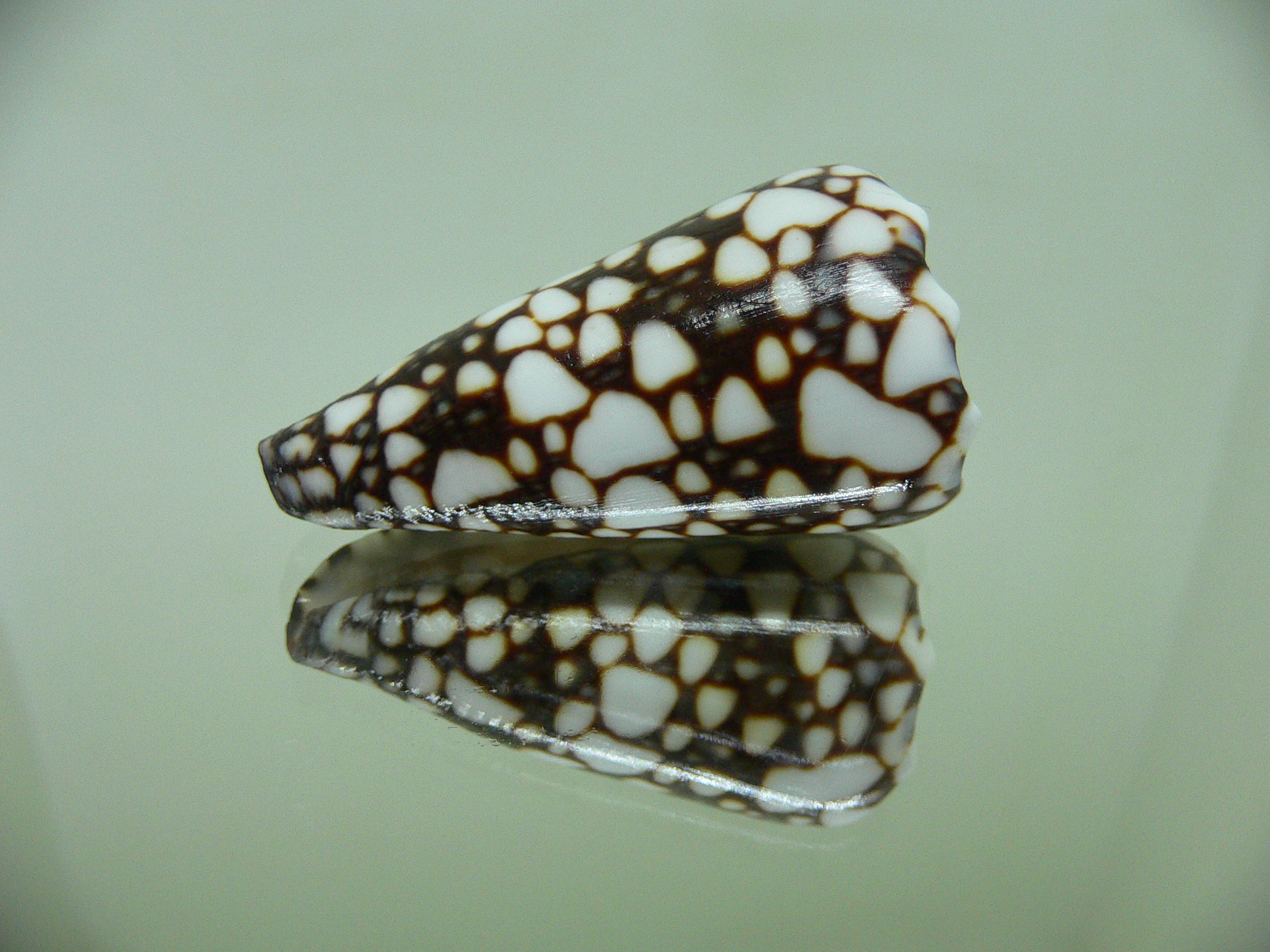 Conus marmoreus crosseanus (var,) ENDEMIC