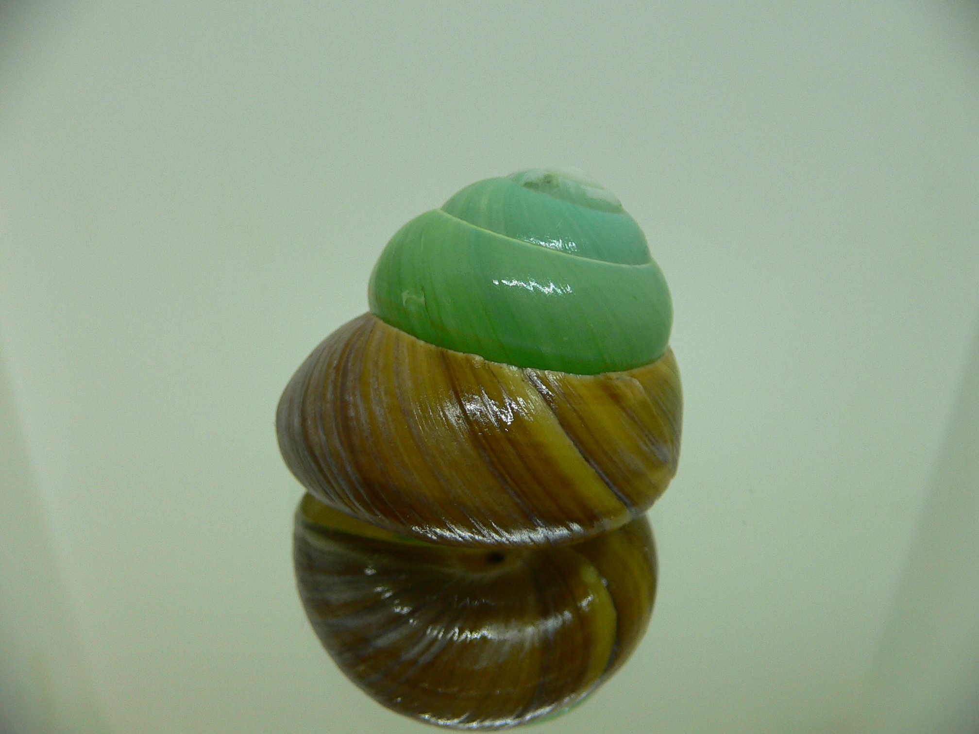 Asperitas bimaensis johnabbasi COLOR