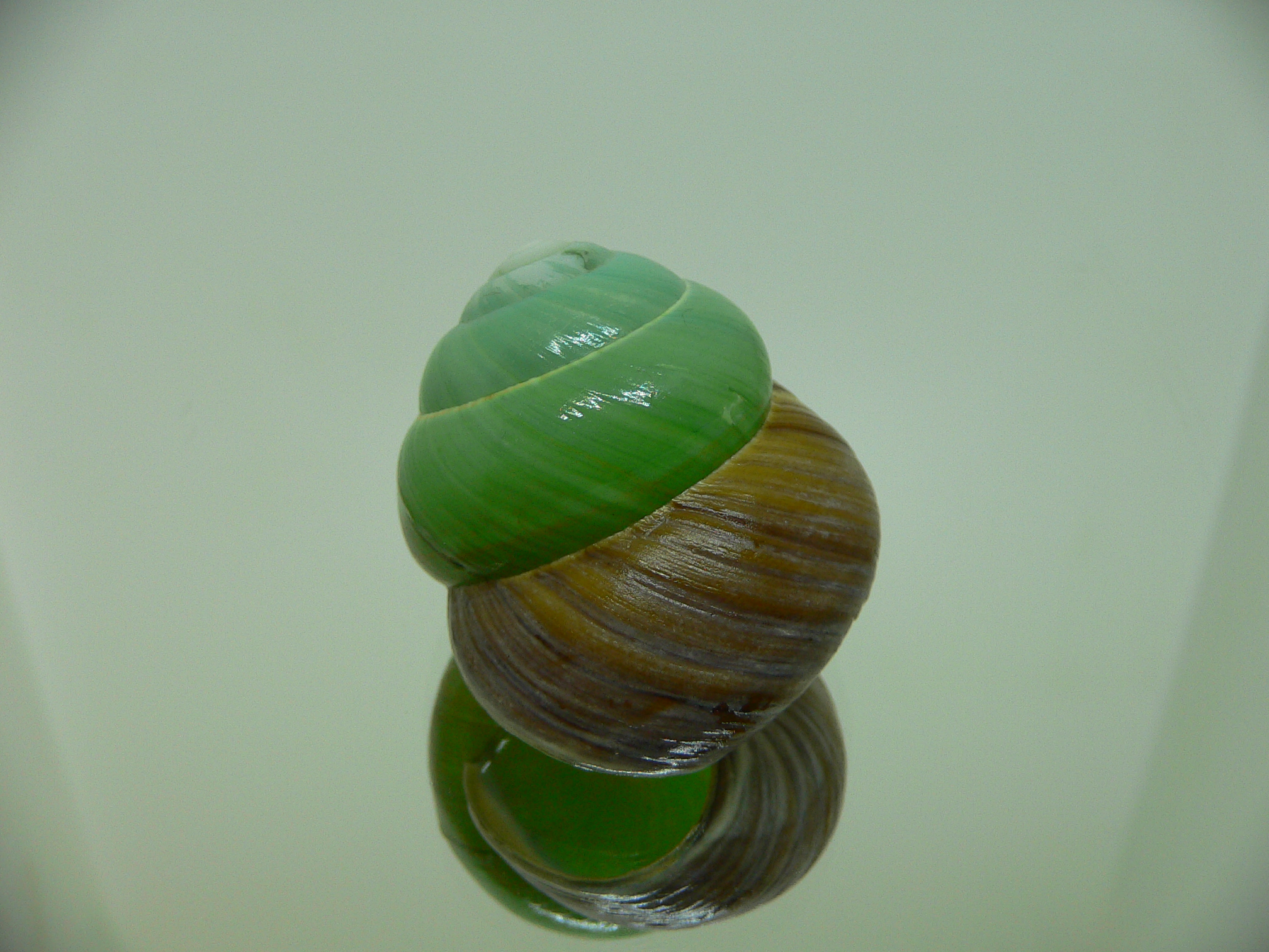 Asperitas bimaensis johnabbasi COLOR