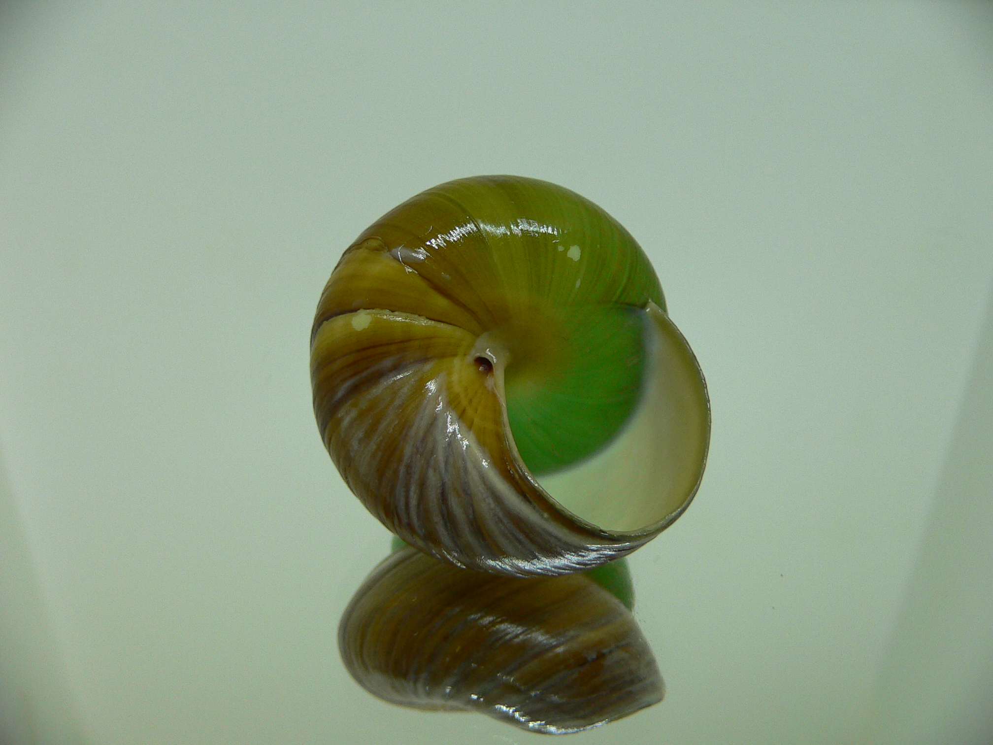 Asperitas bimaensis johnabbasi COLOR