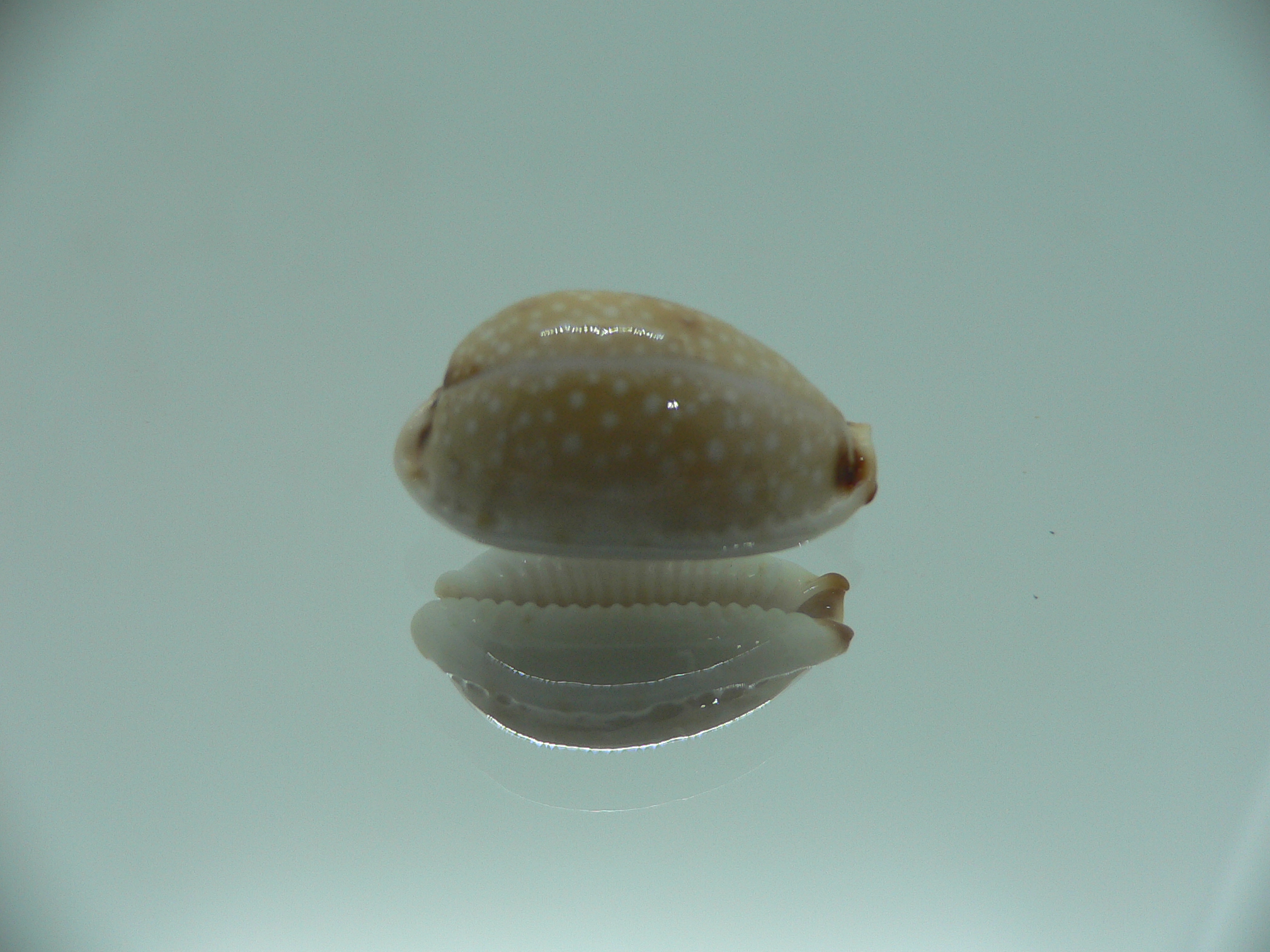 Cypraea gangranosa BEAUTIFUL & LIGHT