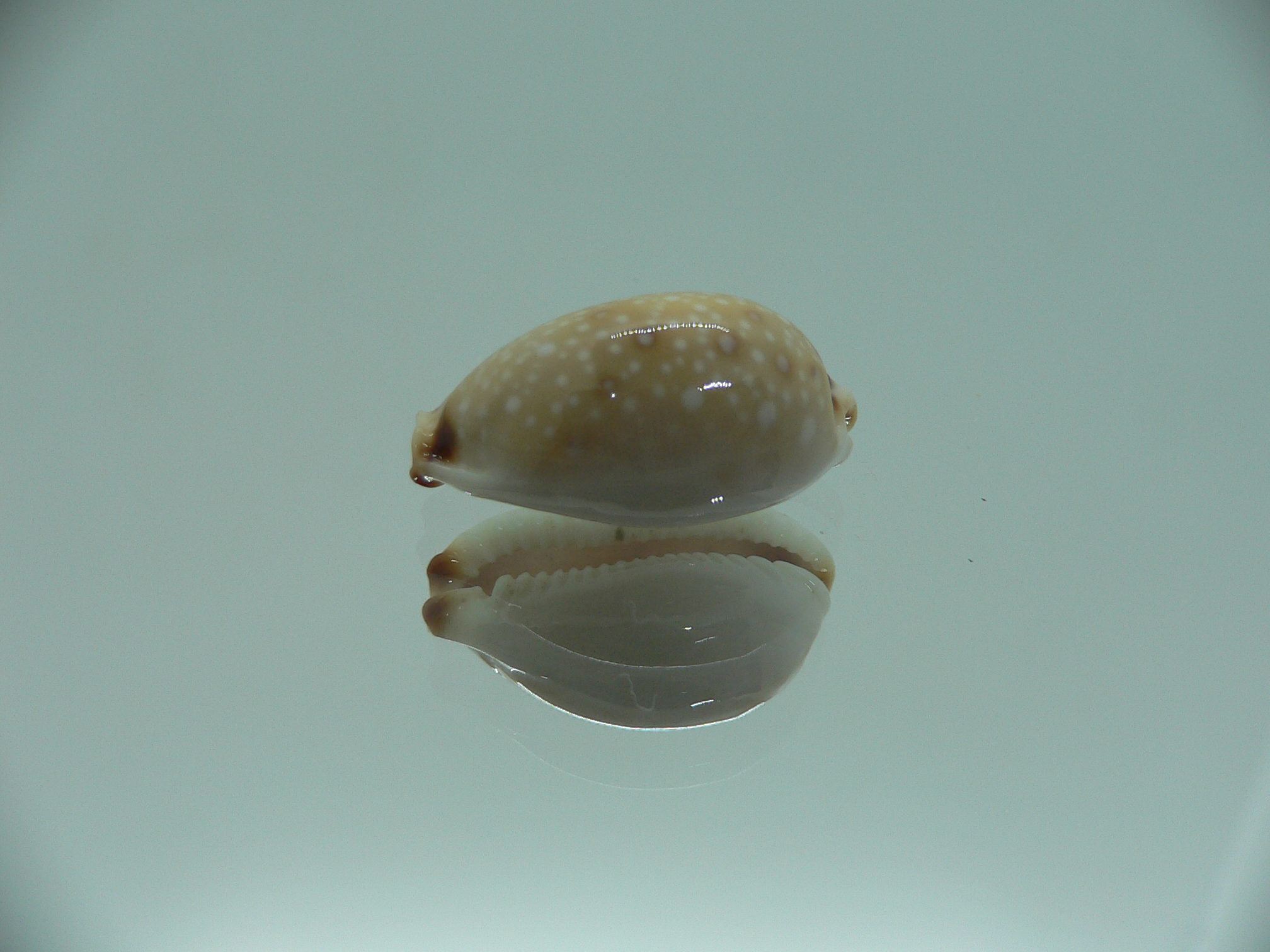 Cypraea gangranosa BEAUTIFUL & LIGHT
