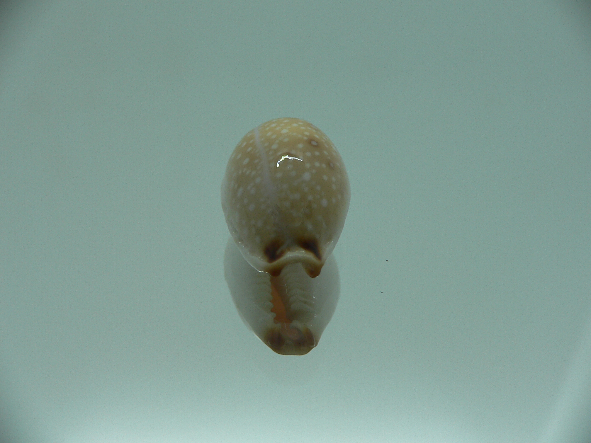 Cypraea gangranosa BEAUTIFUL & LIGHT