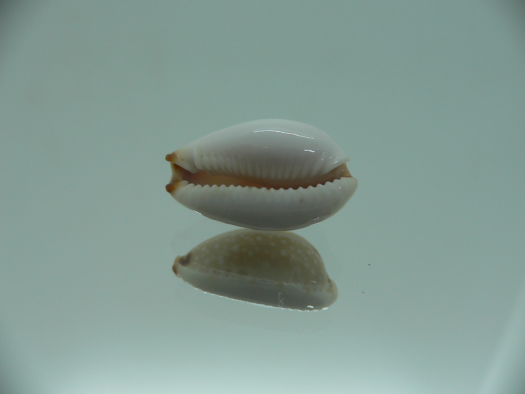 Cypraea gangranosa BEAUTIFUL & LIGHT