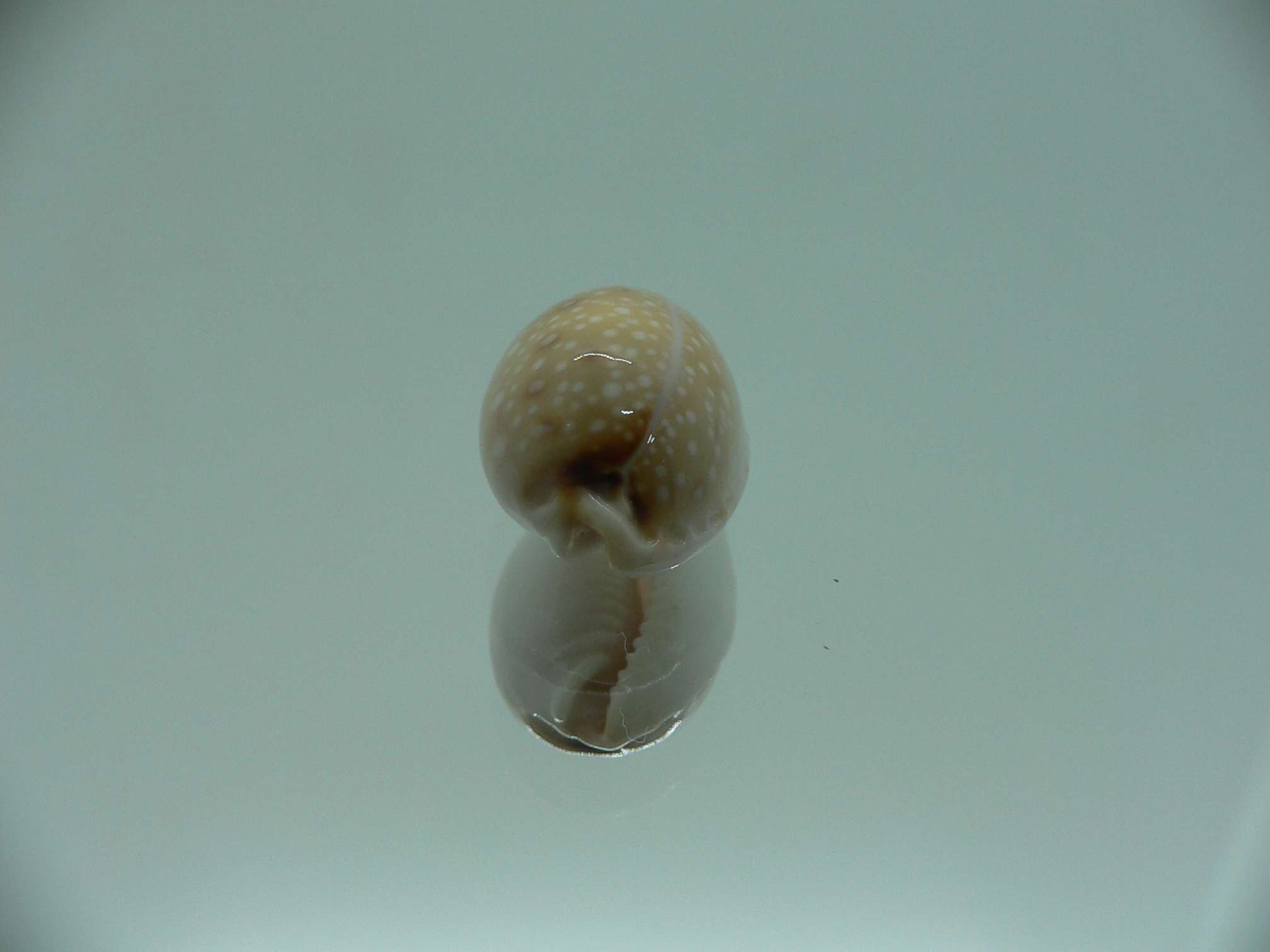 Cypraea gangranosa BEAUTIFUL & LIGHT