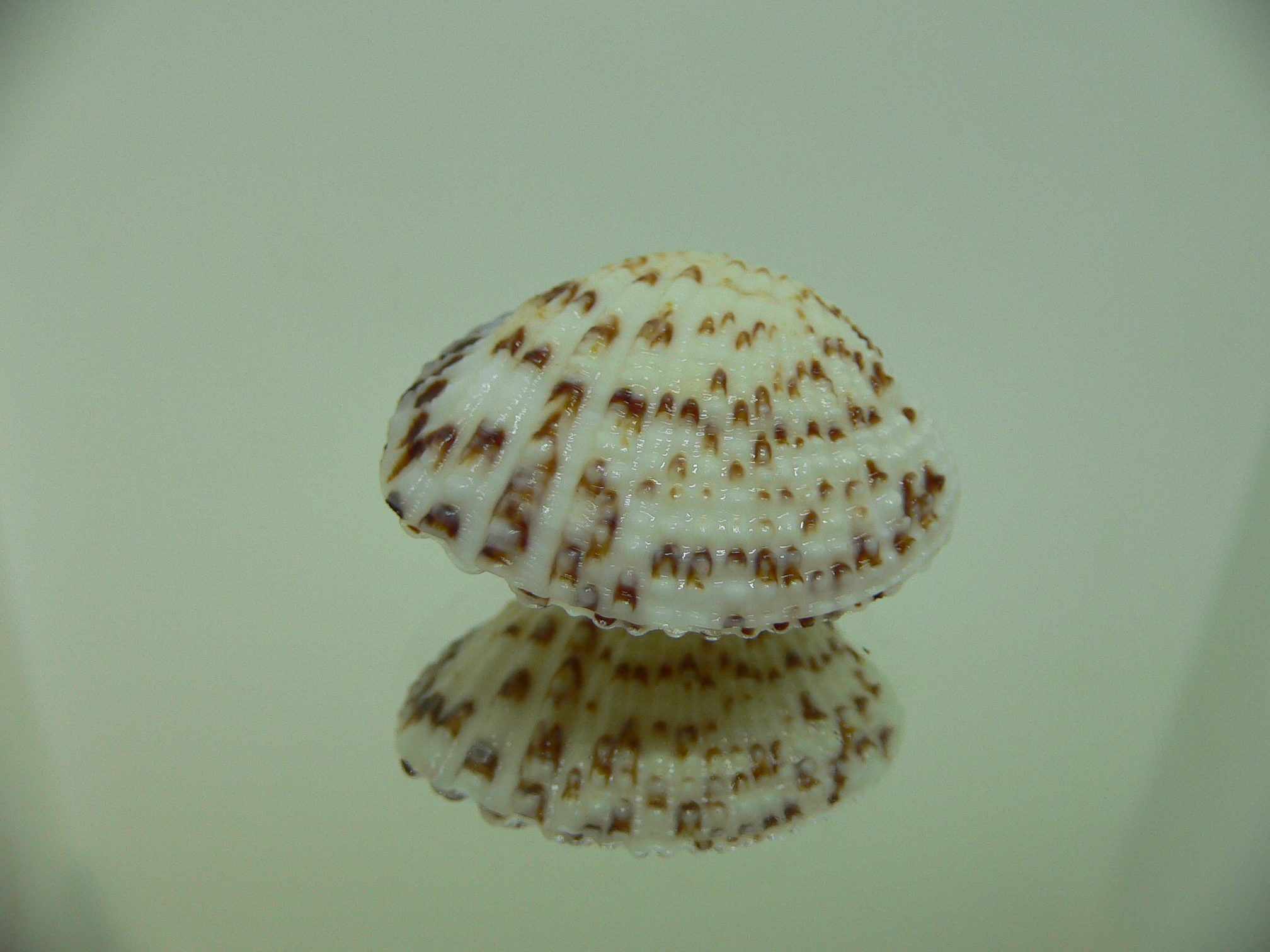 Gafrarium pectinatum MOTLEY