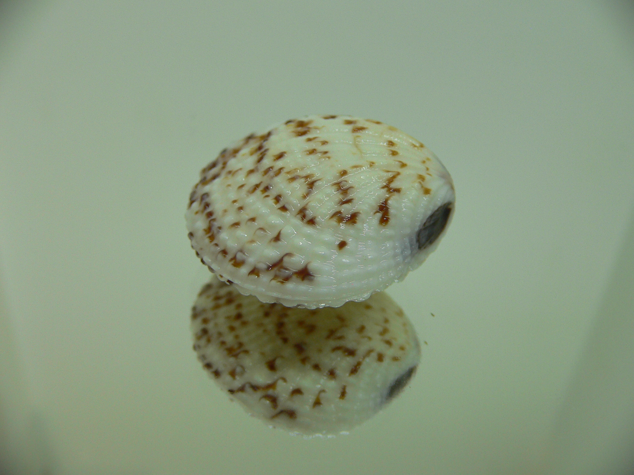 Gafrarium pectinatum MOTLEY