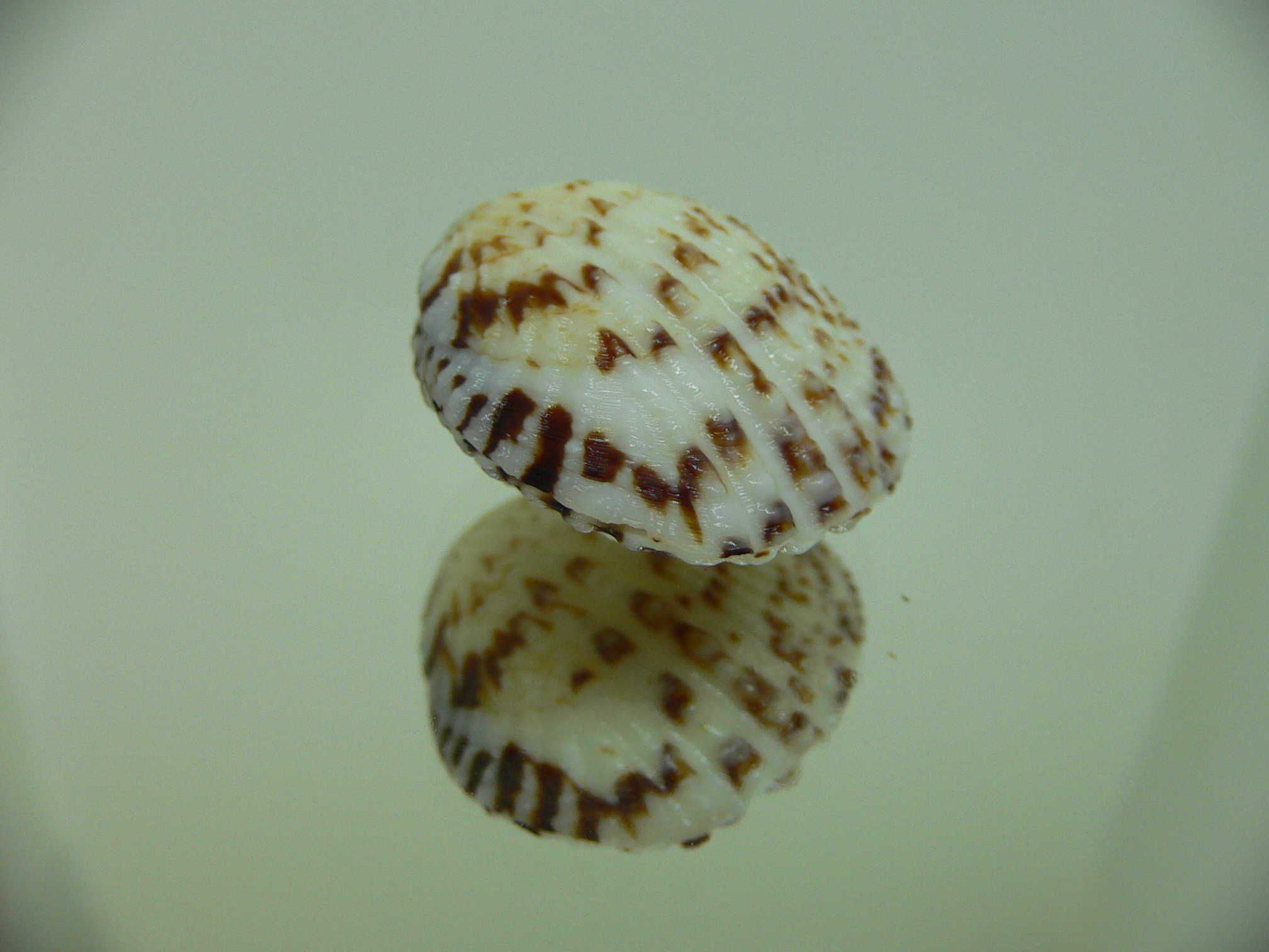 Gafrarium pectinatum MOTLEY