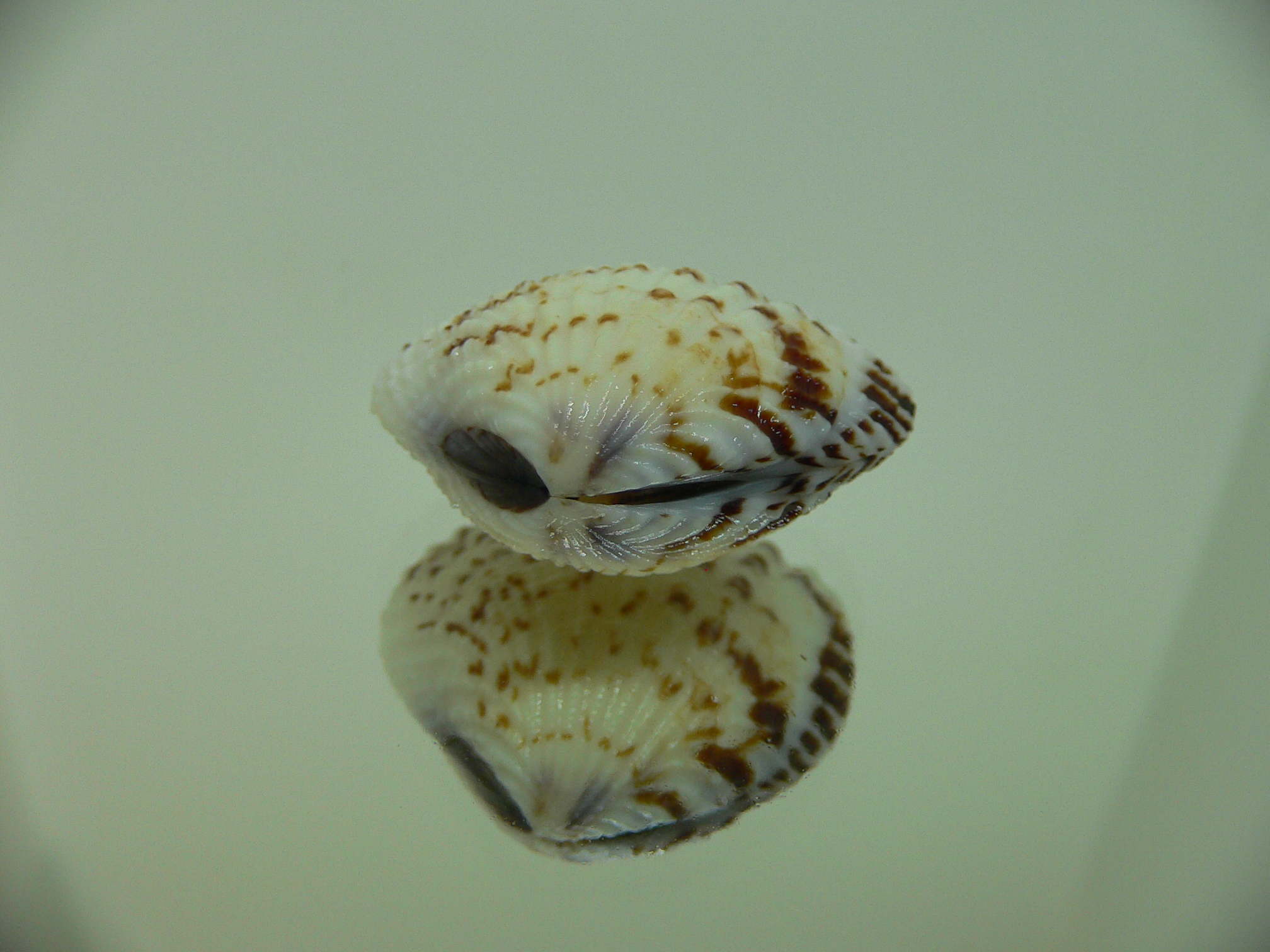 Gafrarium pectinatum MOTLEY