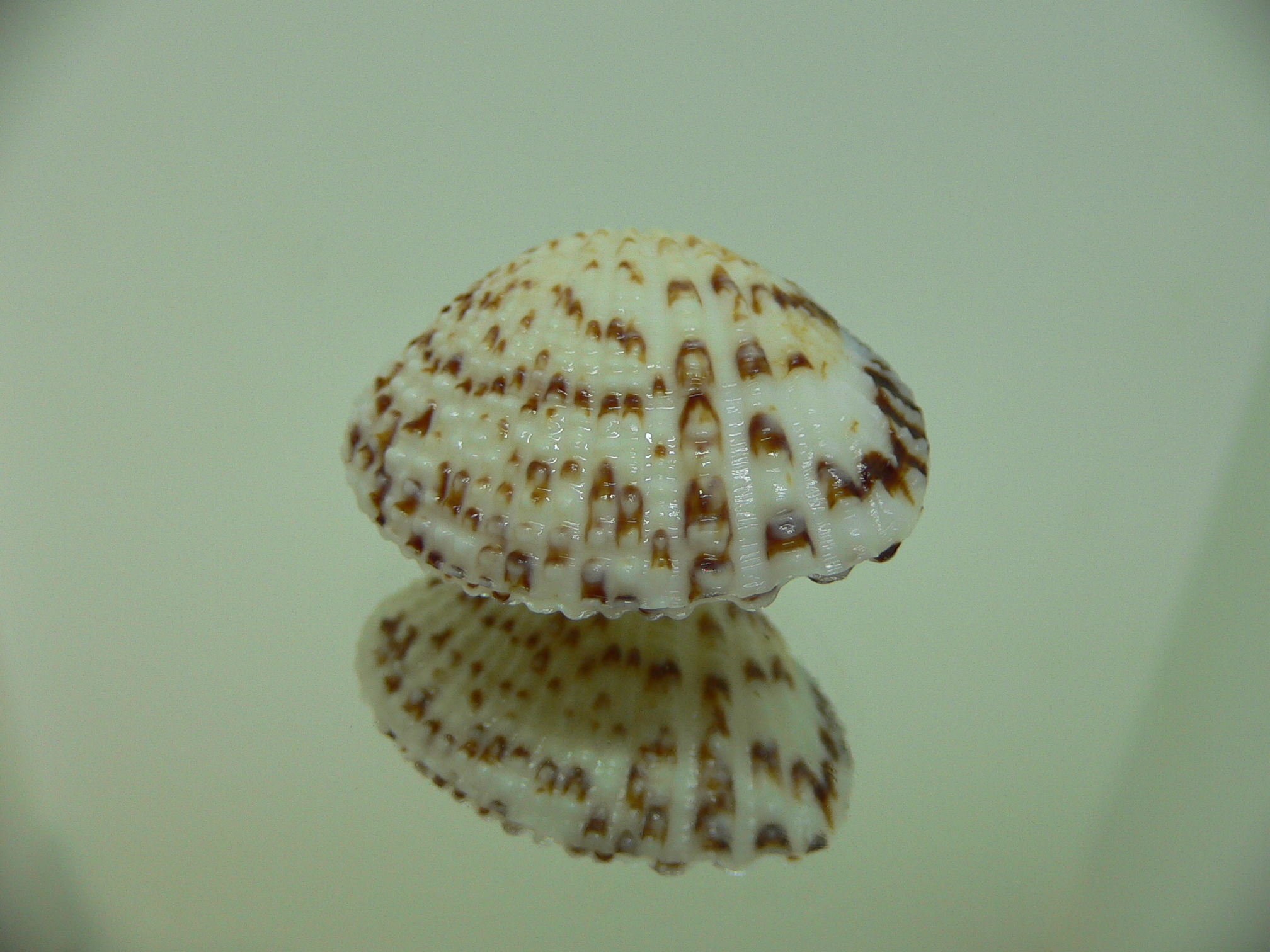Gafrarium pectinatum MOTLEY