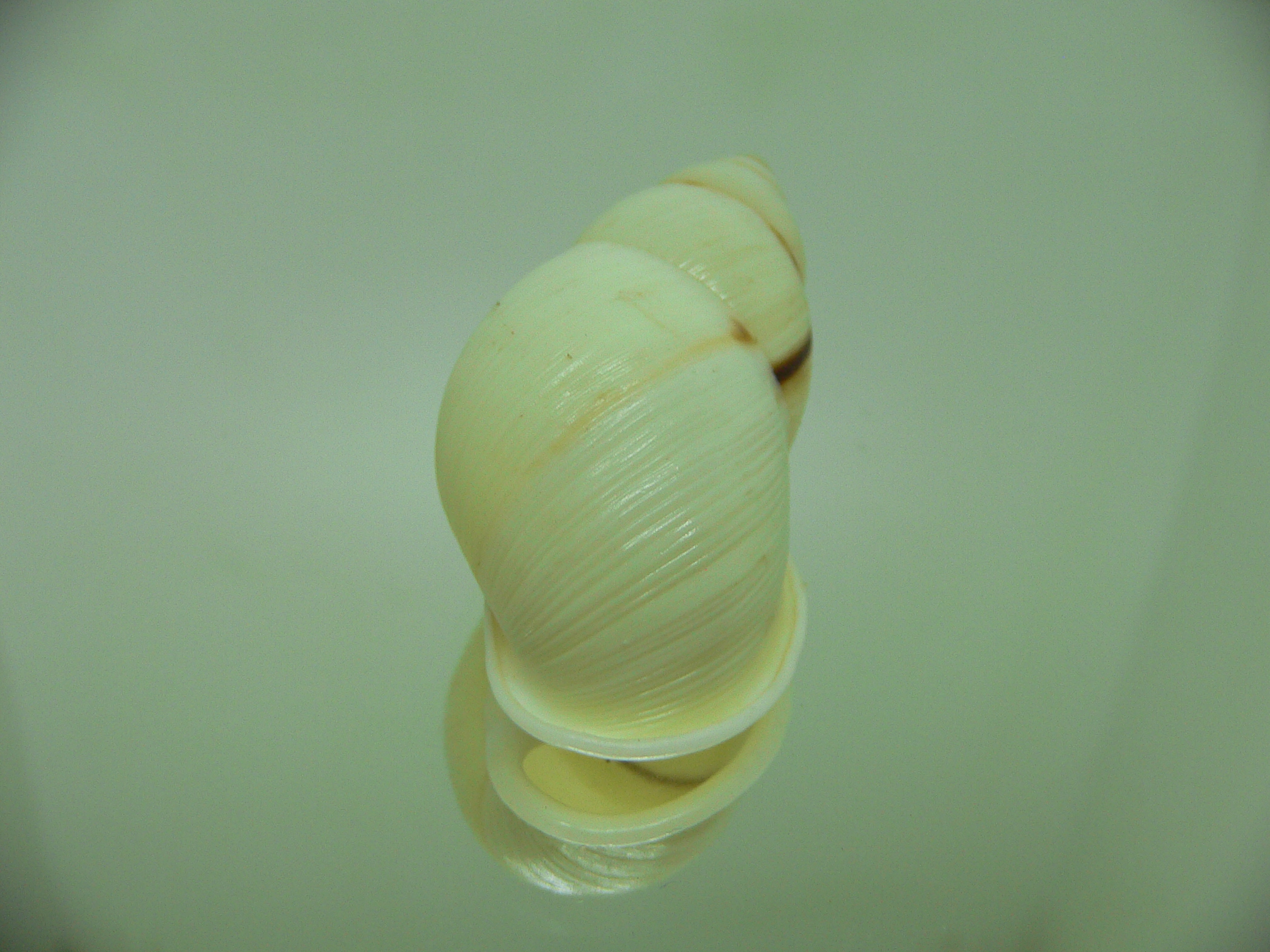 Amphidromus palaceus tanggamusensis