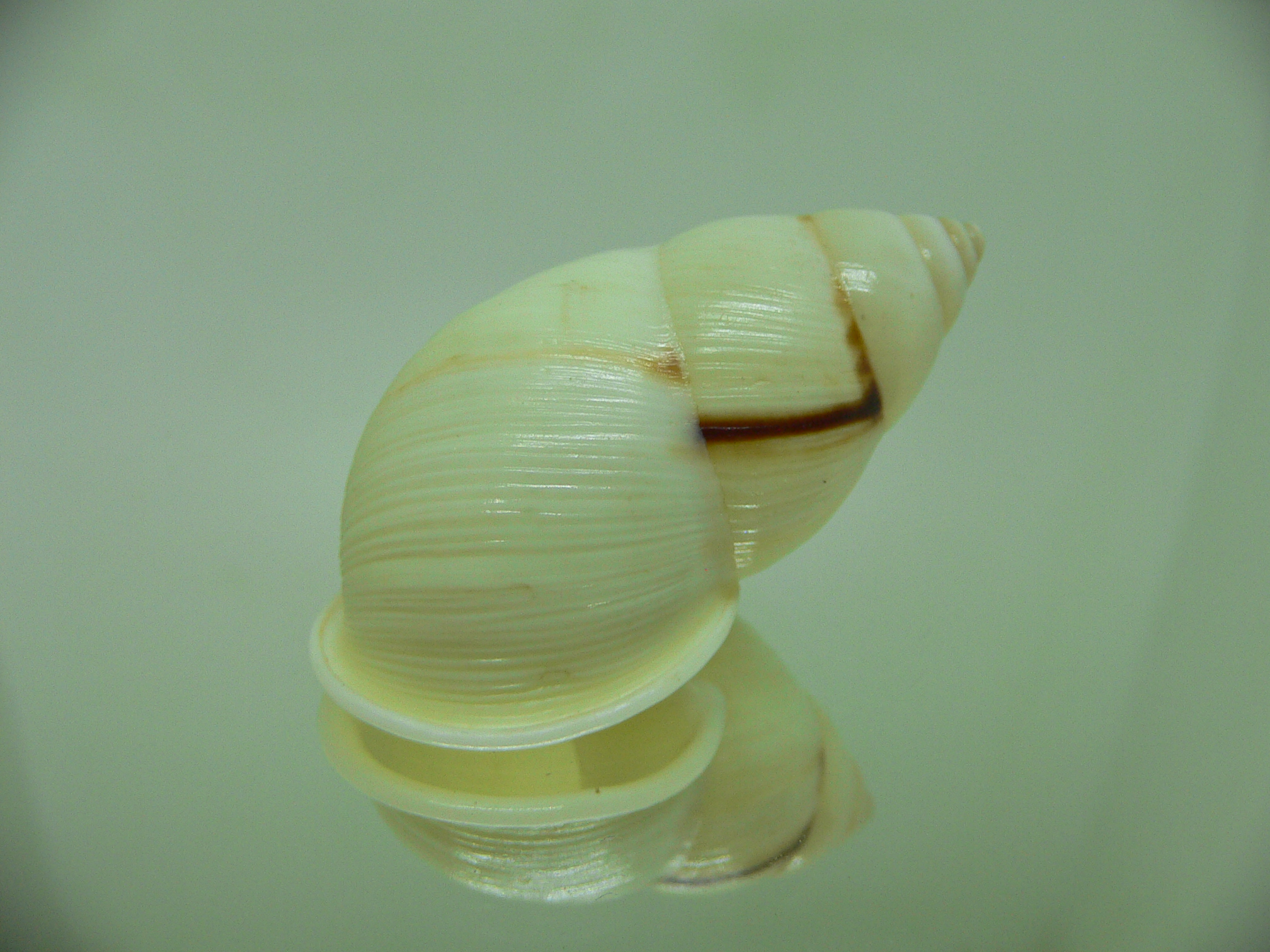 Amphidromus palaceus tanggamusensis