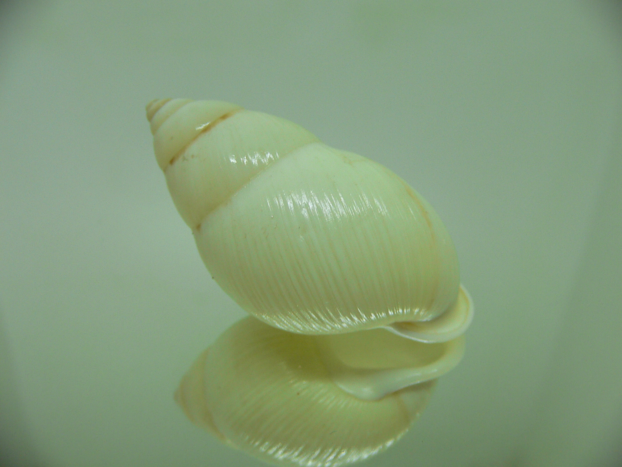 Amphidromus palaceus tanggamusensis