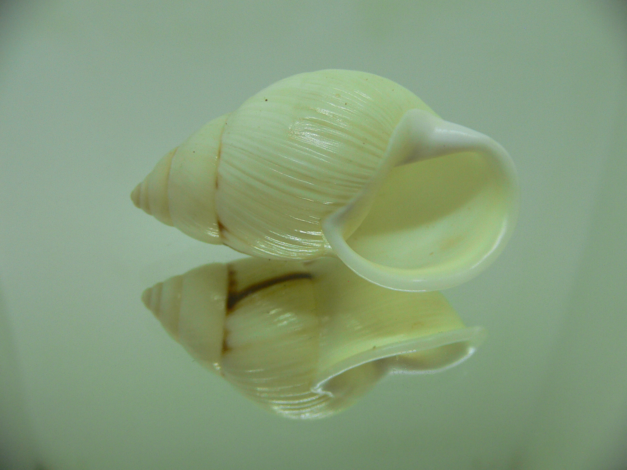 Amphidromus palaceus tanggamusensis