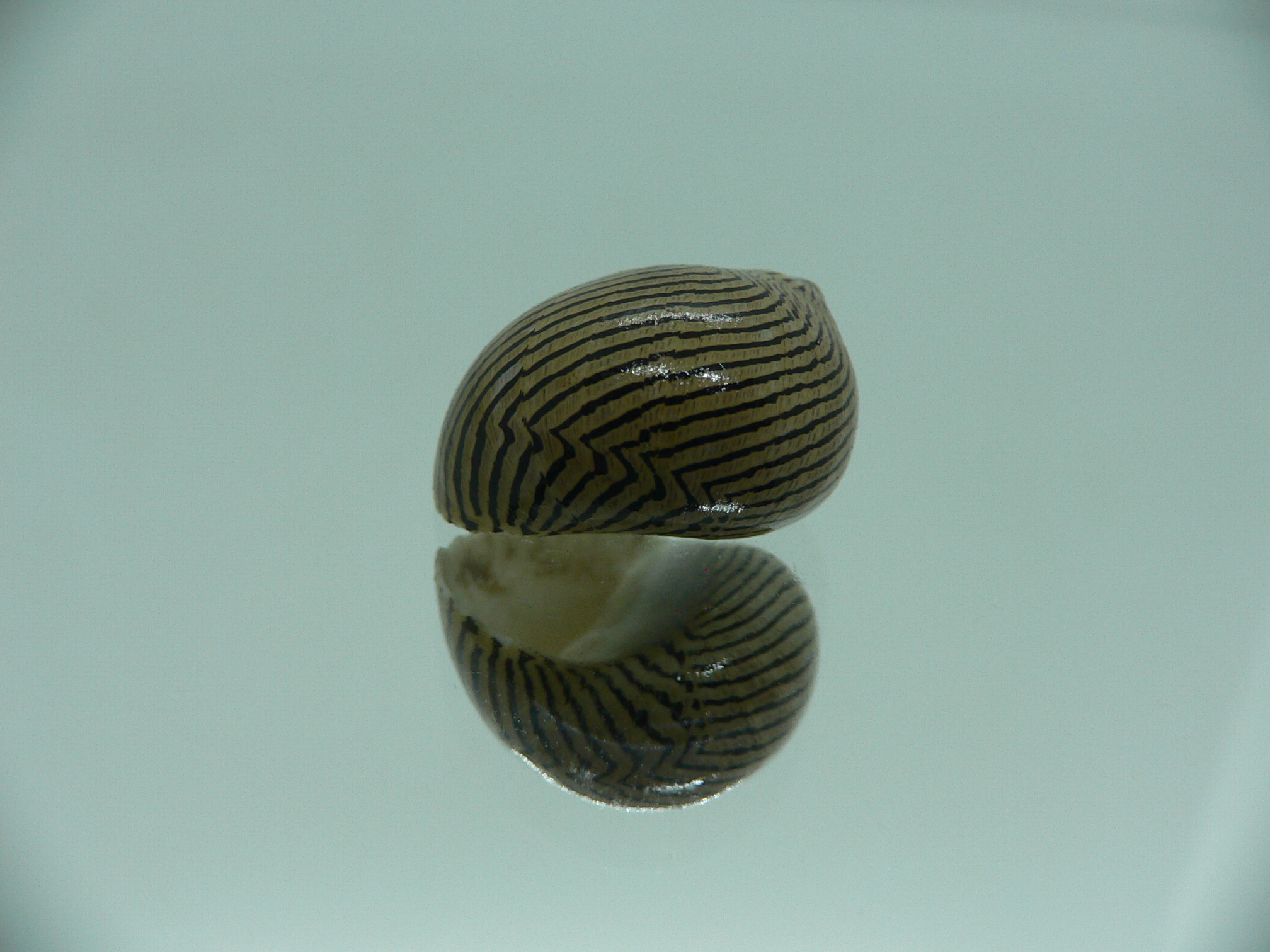 Neritina parallela SUPER COLOR