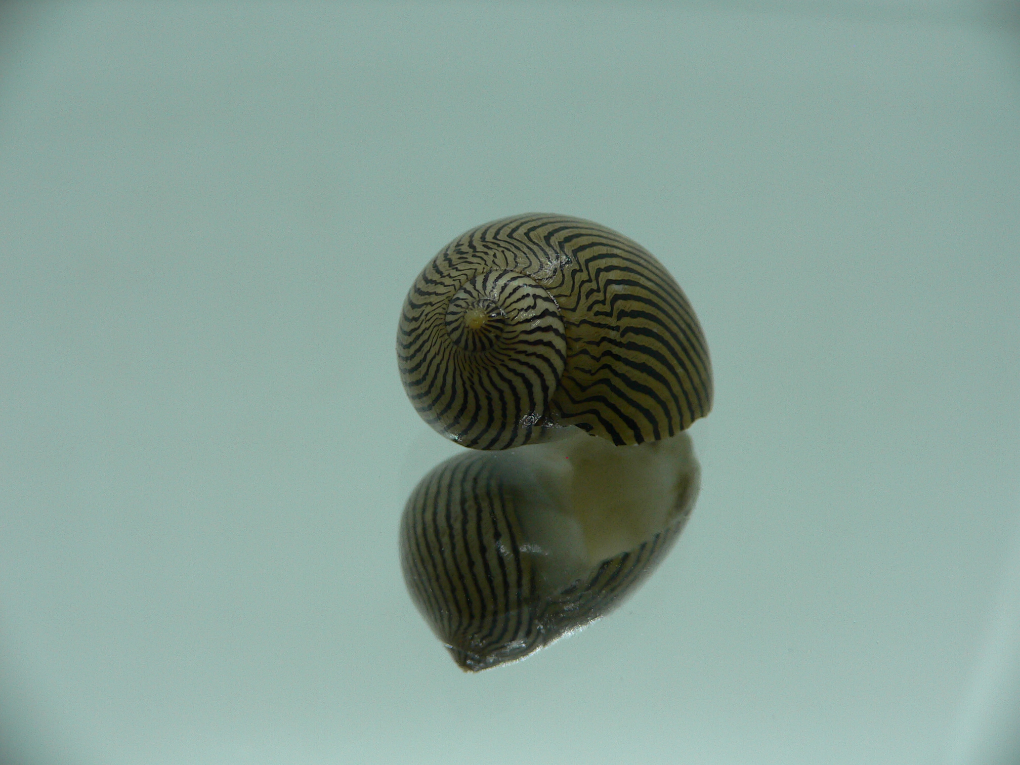 Neritina parallela SUPER COLOR