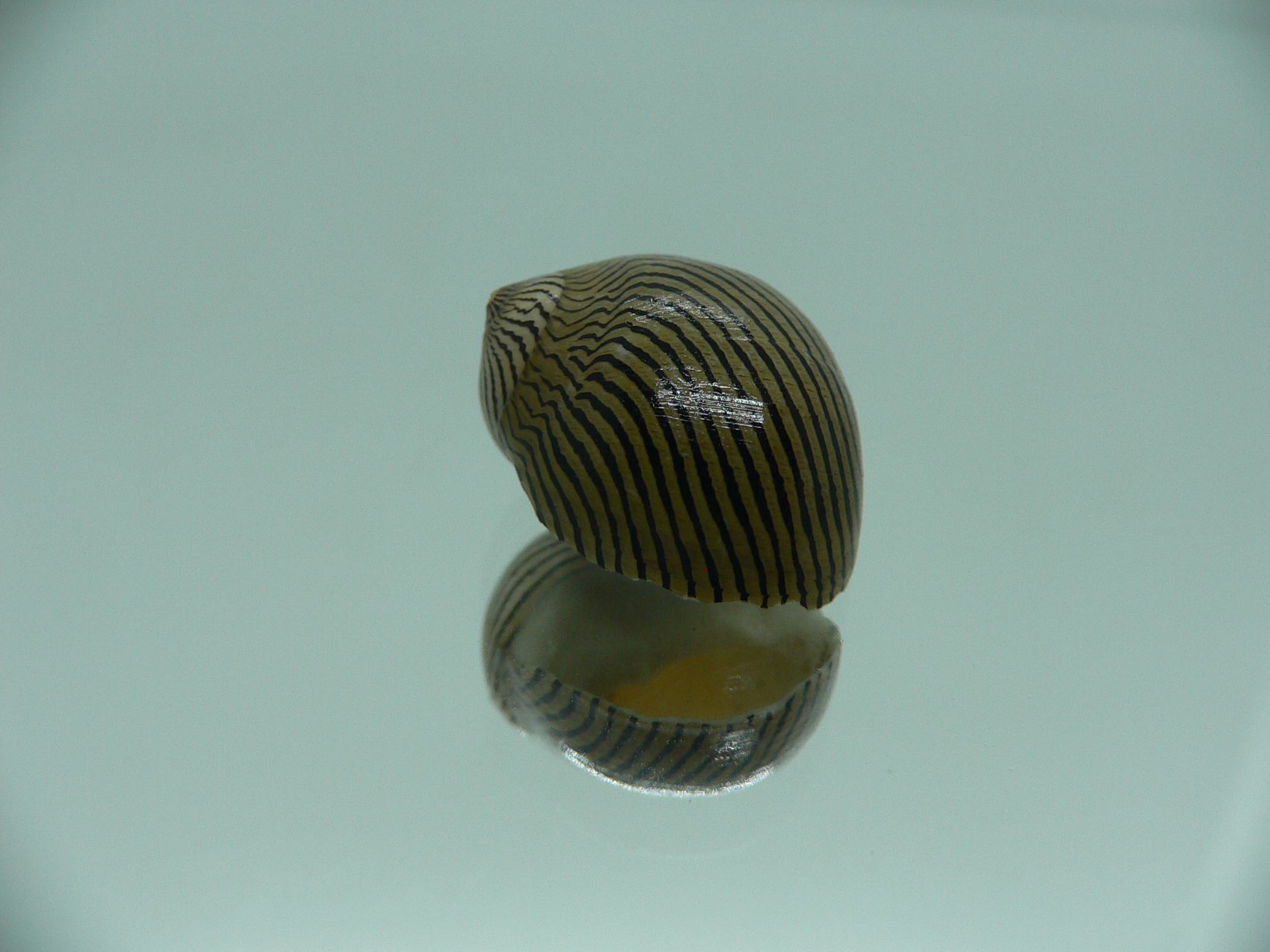 Neritina parallela SUPER COLOR