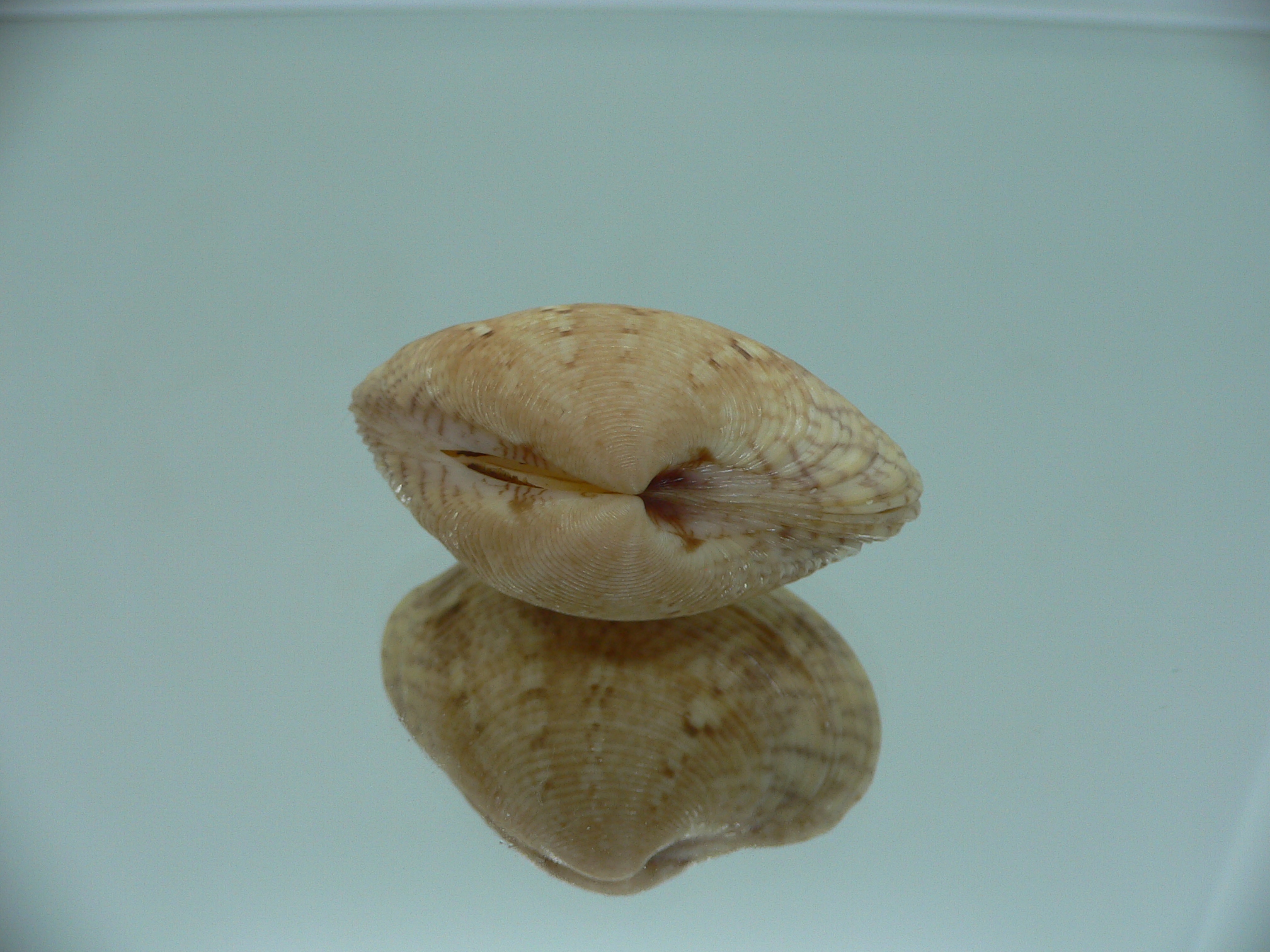 Paphia lirata SUPER