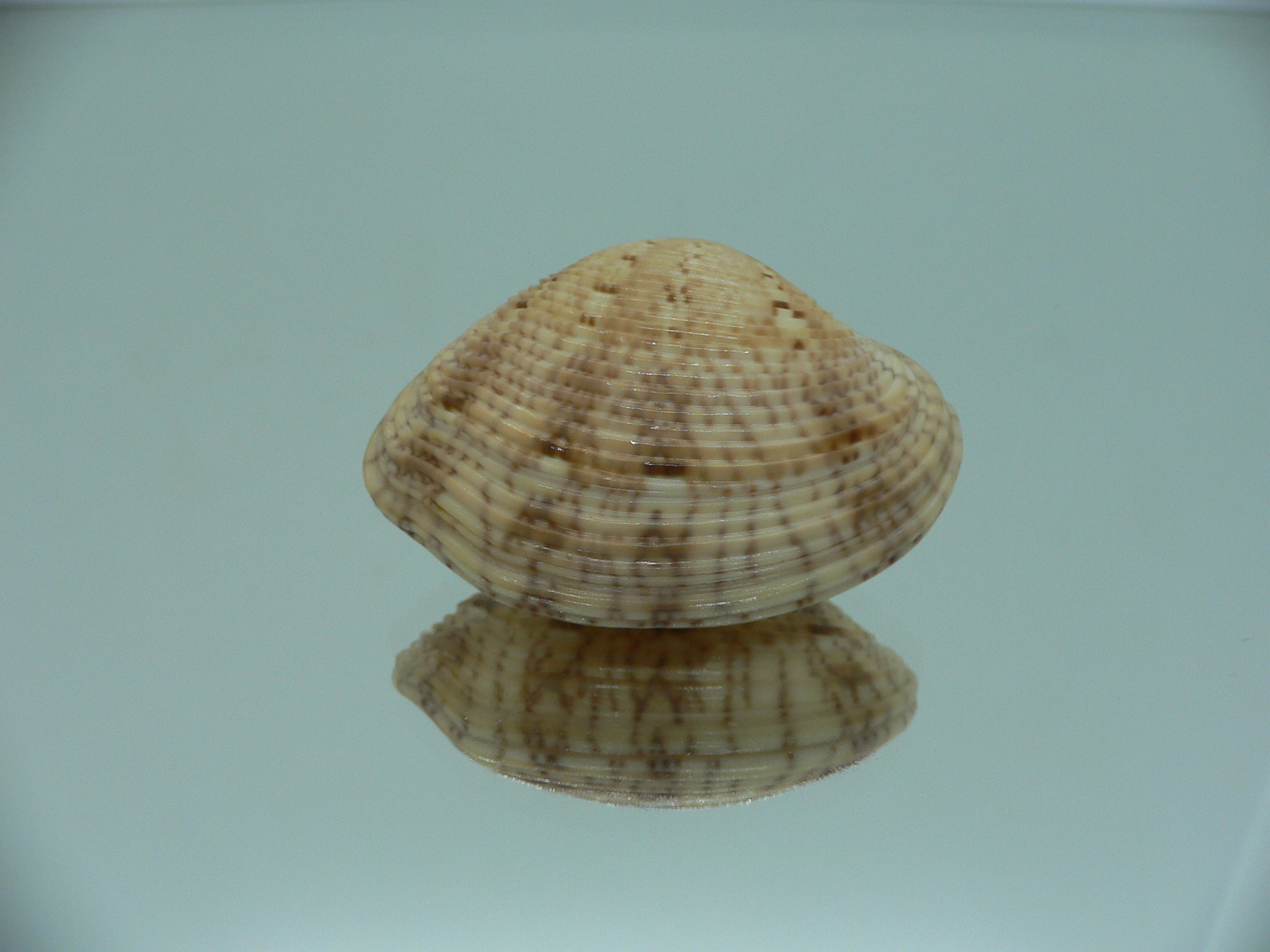 Paphia lirata SUPER
