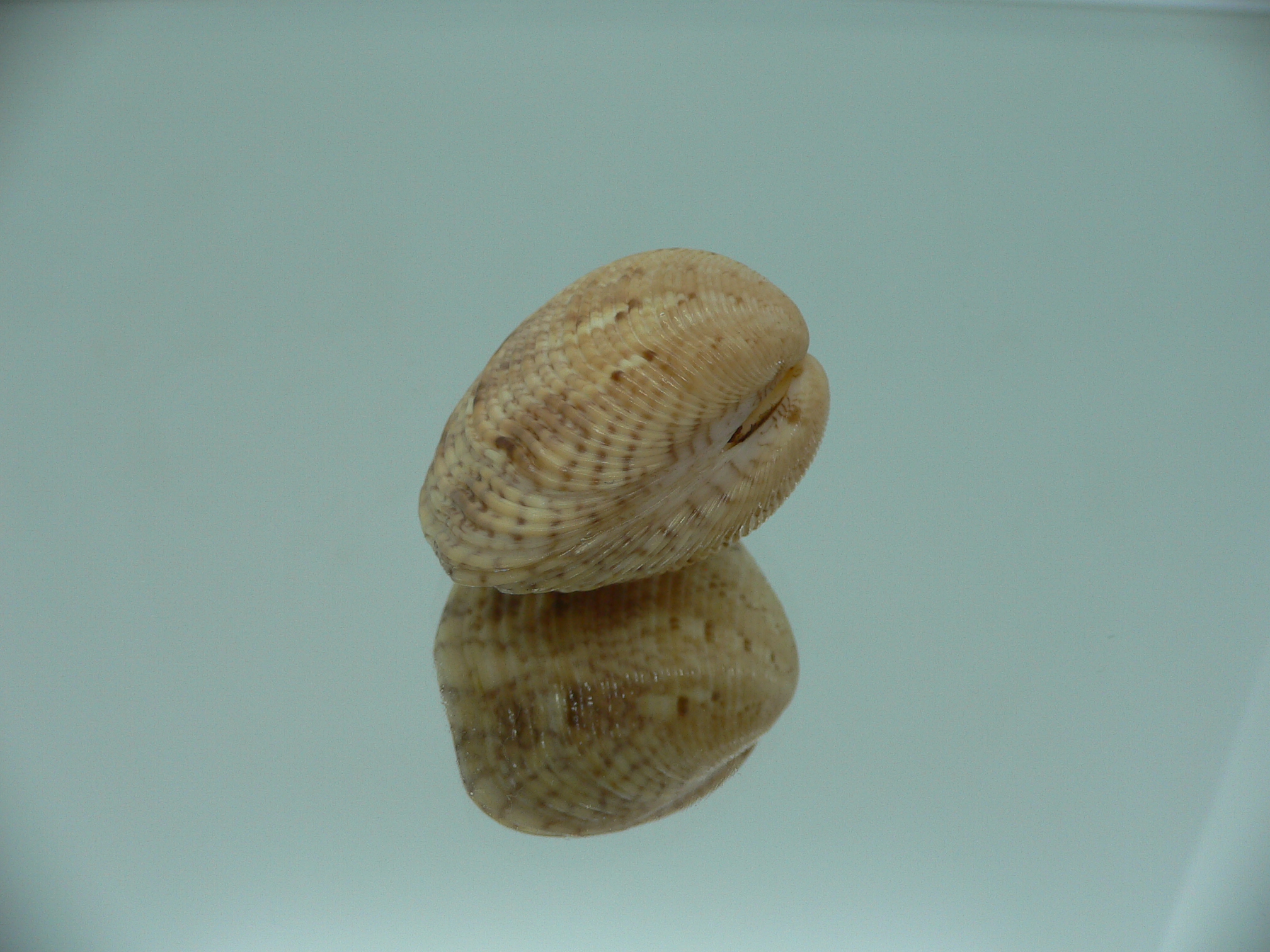 Paphia lirata SUPER