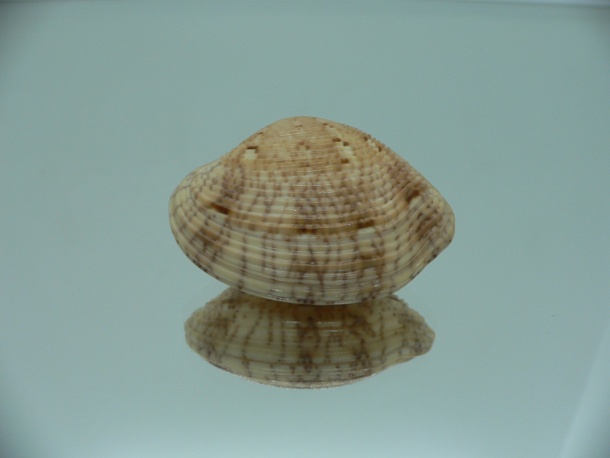 Paphia lirata SUPER