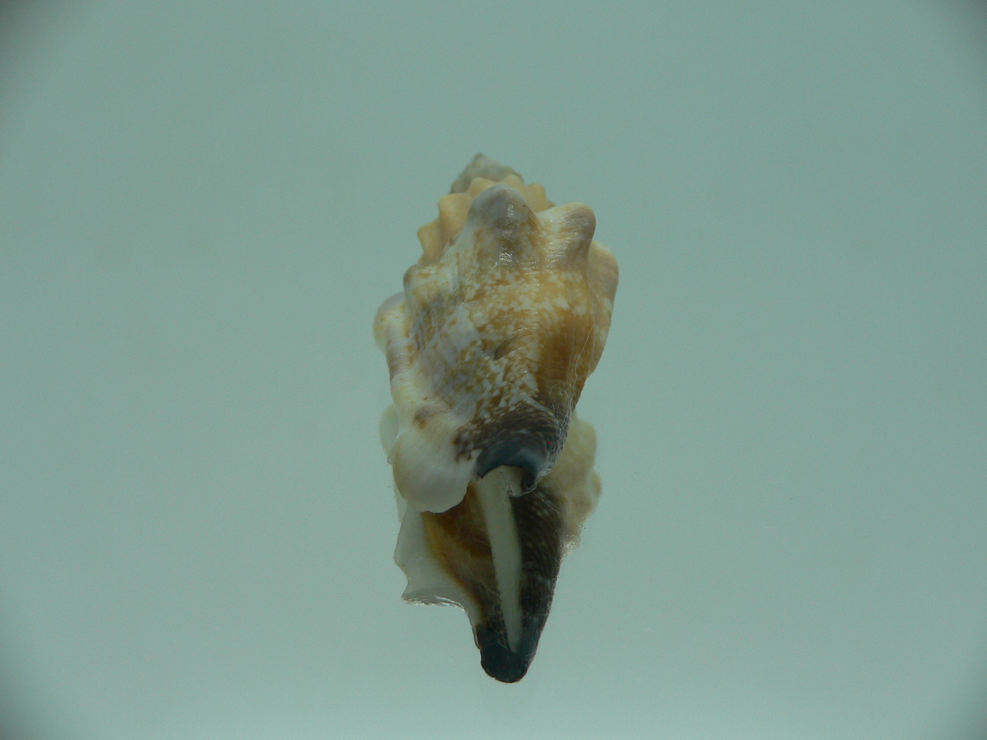 Canarium urceus orrae RARE & COLOR