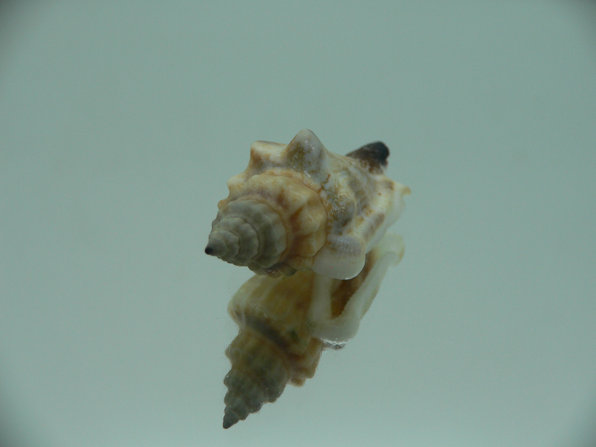 Canarium urceus orrae RARE & COLOR