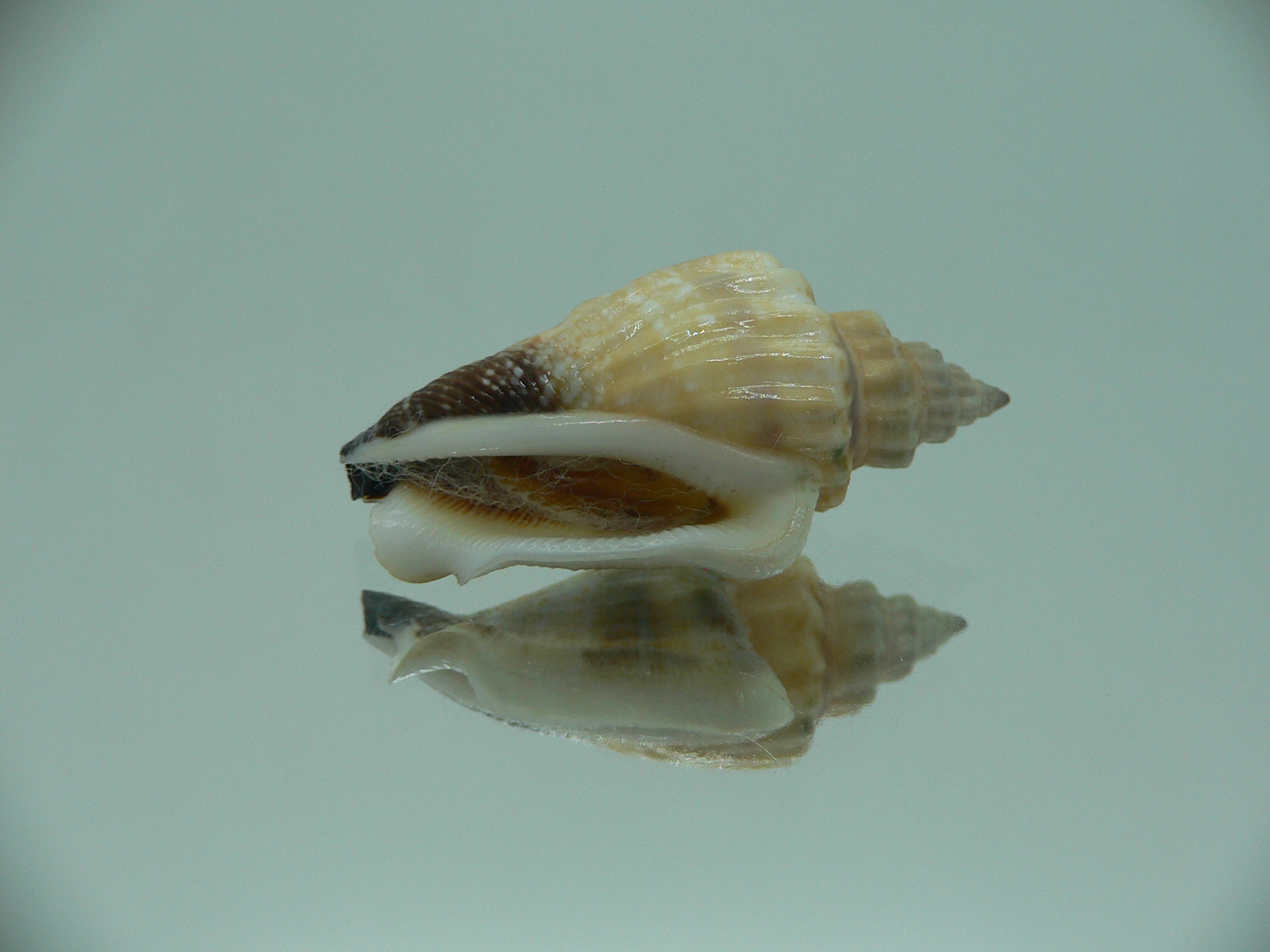 Canarium urceus orrae RARE & COLOR