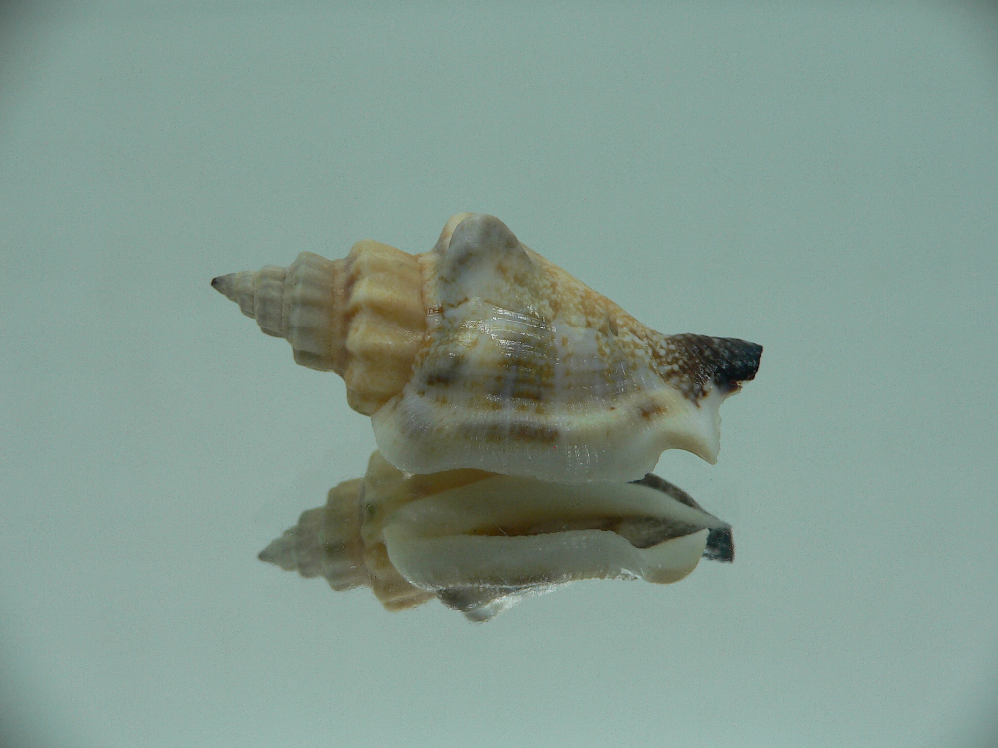 Canarium urceus orrae RARE & COLOR
