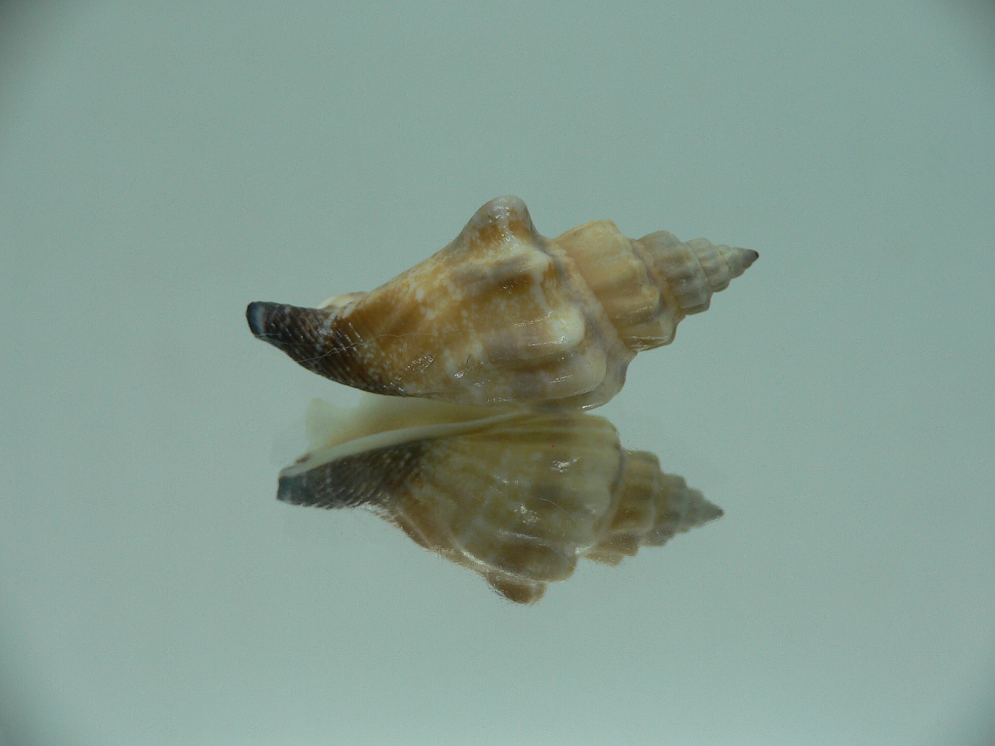 Canarium urceus orrae RARE & COLOR