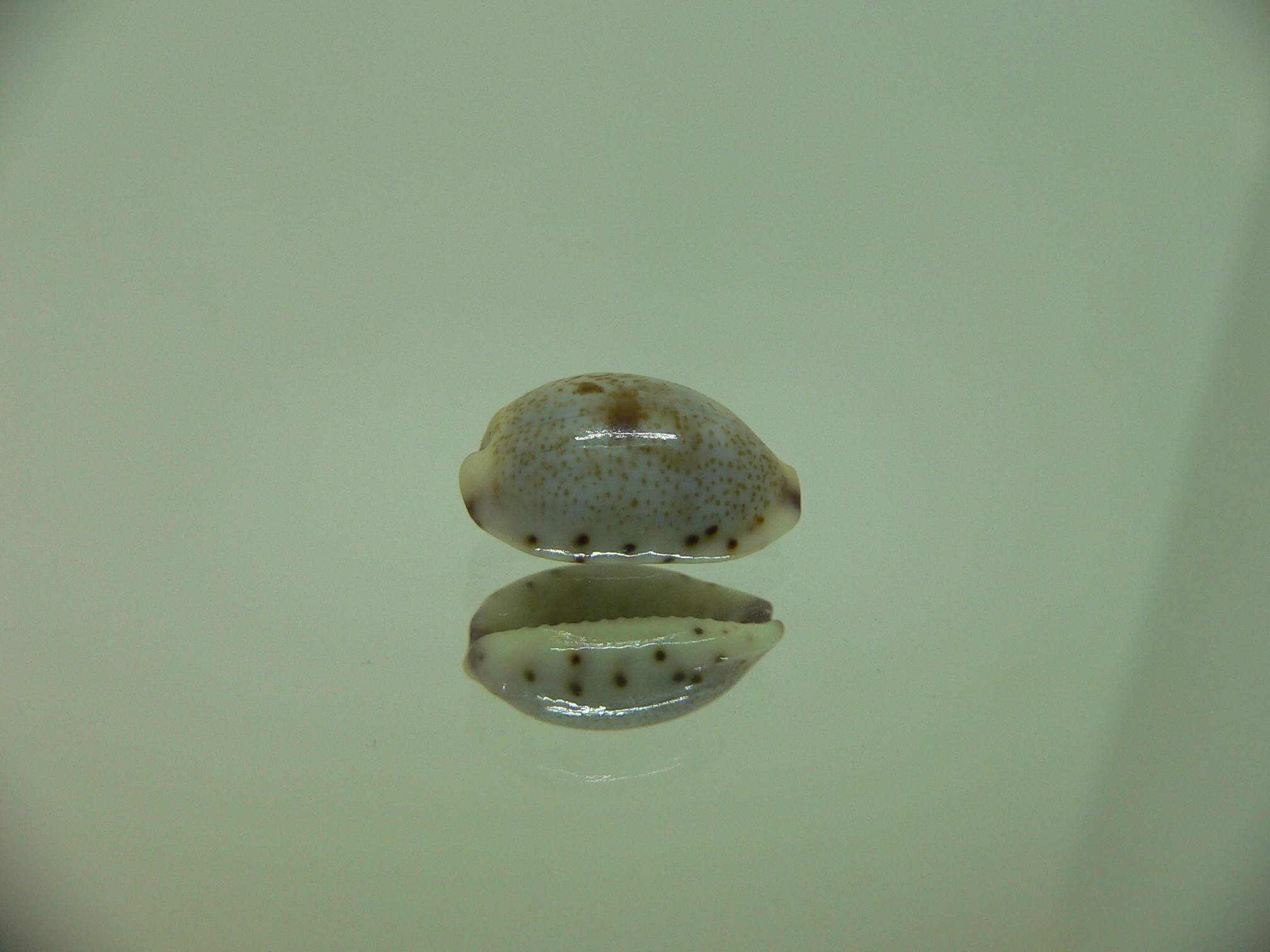Cypraea gracilis notata IDEAL