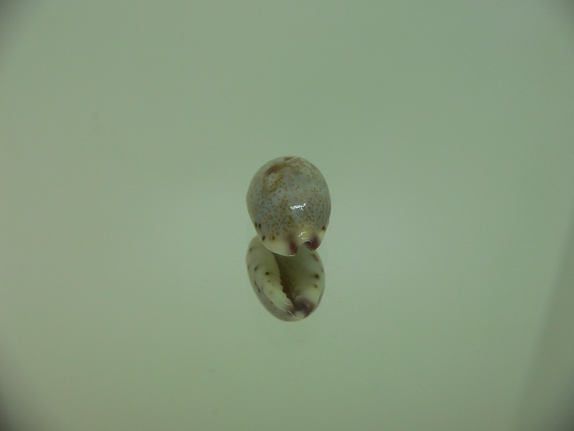 Cypraea gracilis notata IDEAL