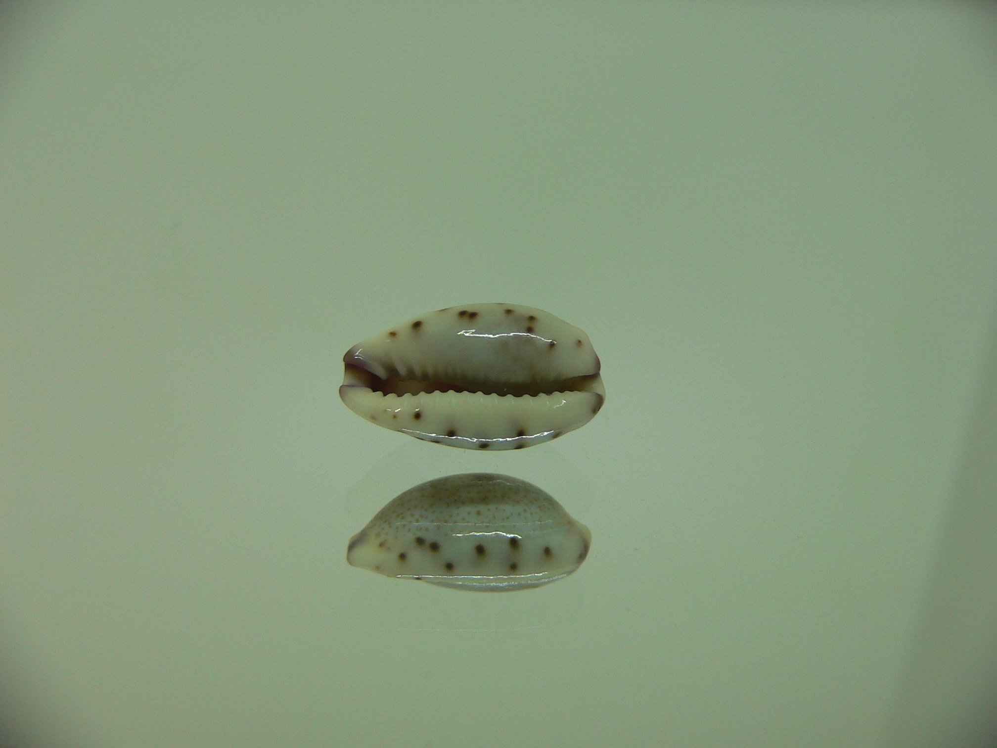 Cypraea gracilis notata IDEAL