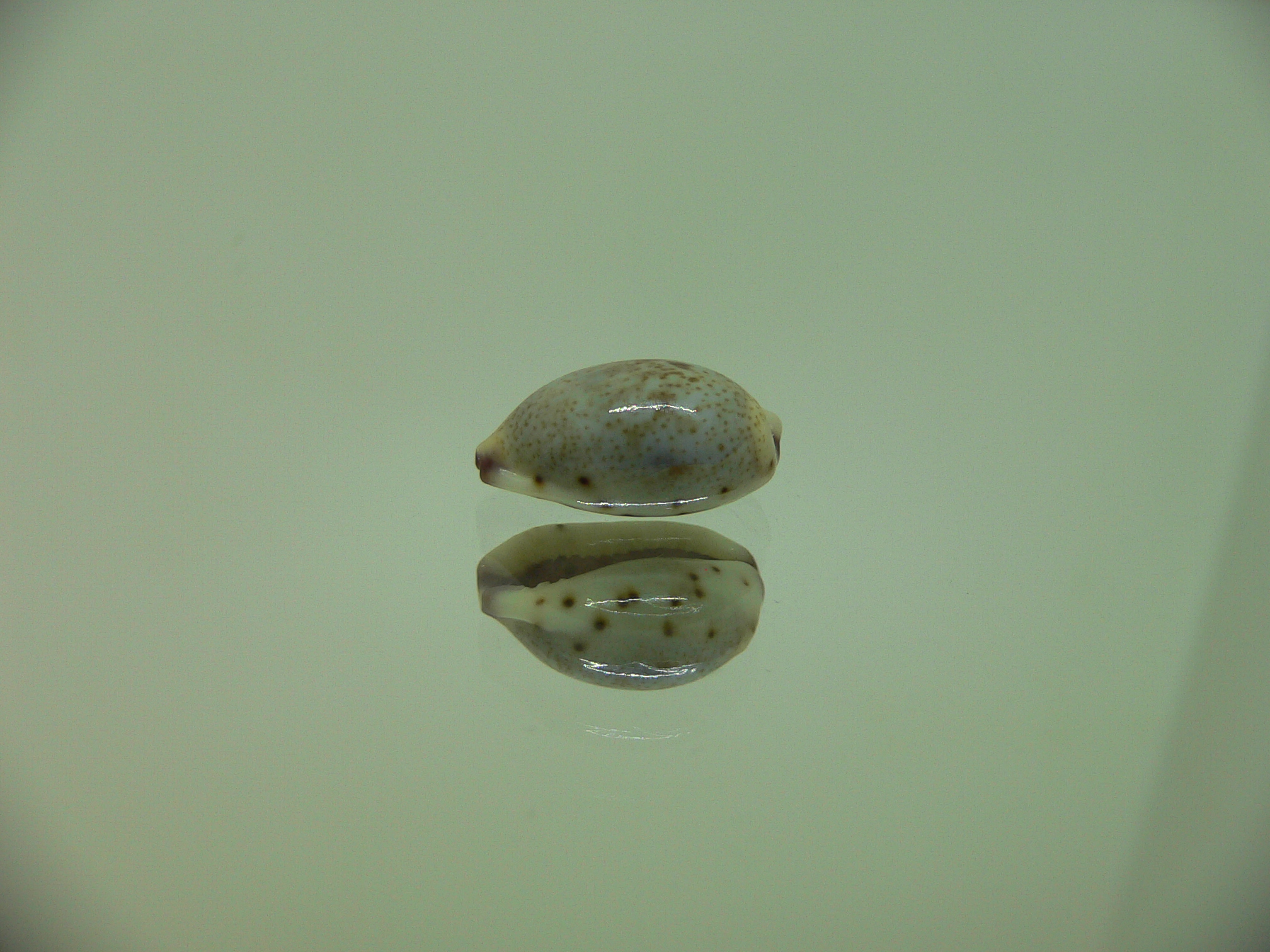 Cypraea gracilis notata IDEAL