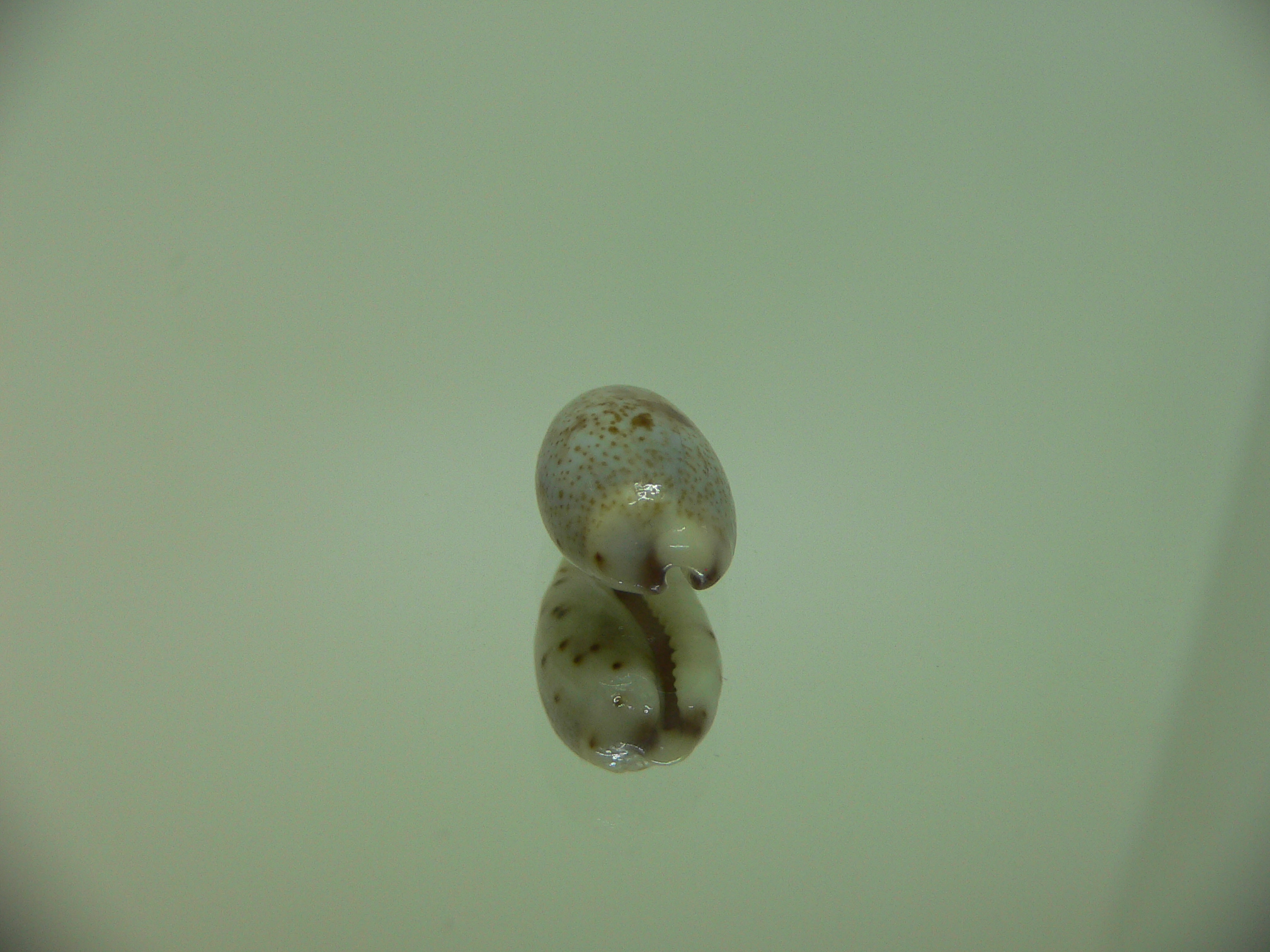 Cypraea gracilis notata IDEAL