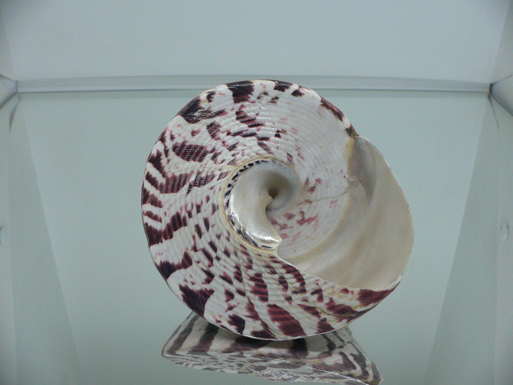 Rochia (Tectus) nilotica